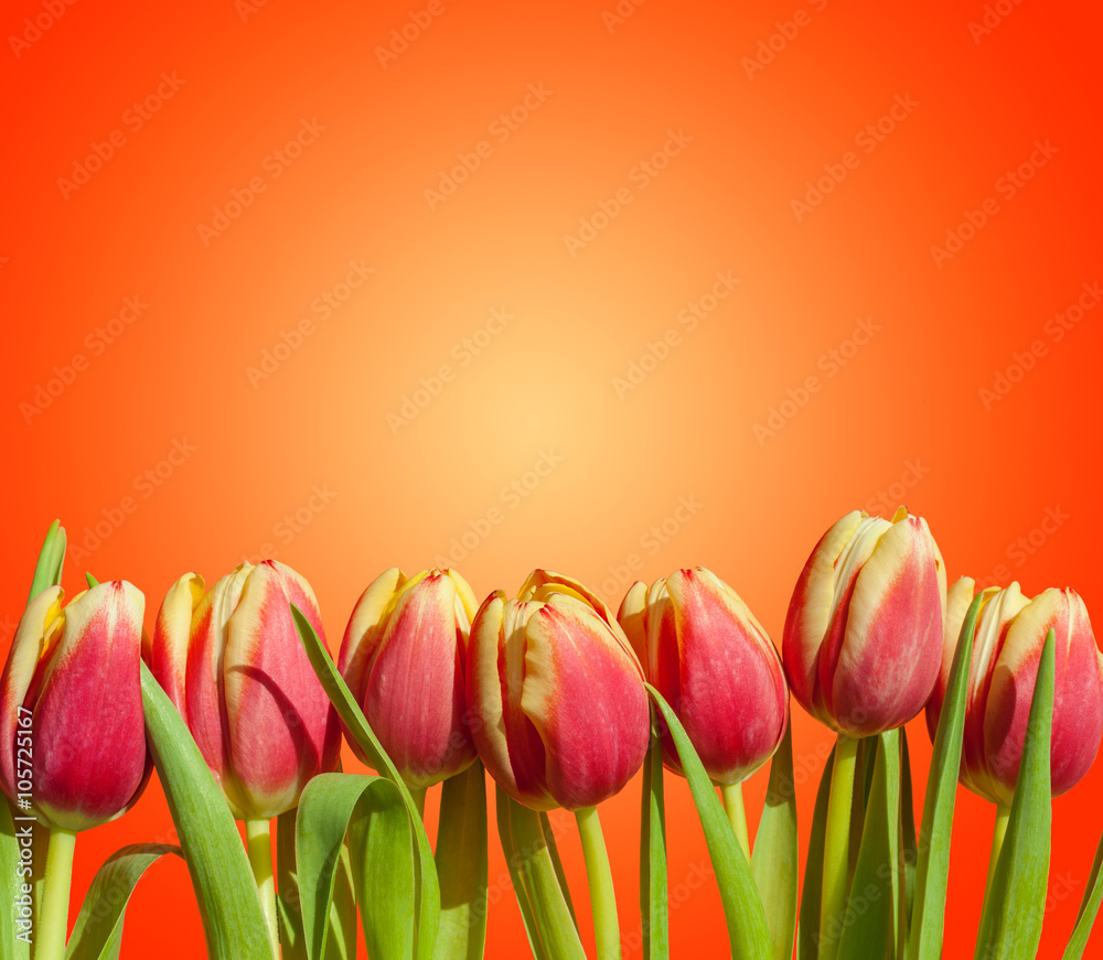 Bouquet / row of red and yellow tulips isolated on fresh vibrant orange background. Romantic spring tulip flowers border frame for Easter / Mother's day greeting cards, wallpaper, background
