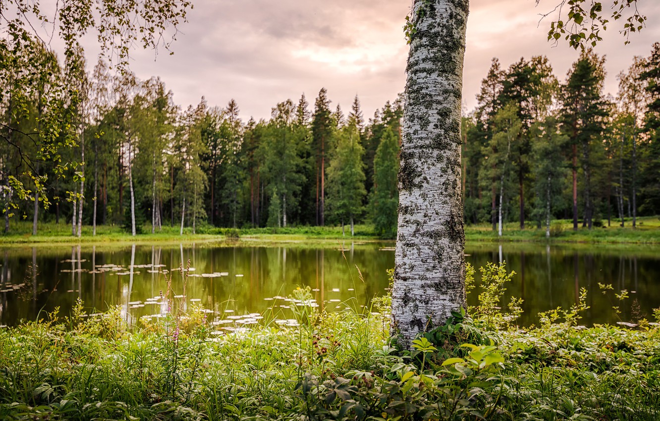 Wallpaper summer, grass, trees, pond, Park, birch, bokeh, Finland image for desktop, section природа