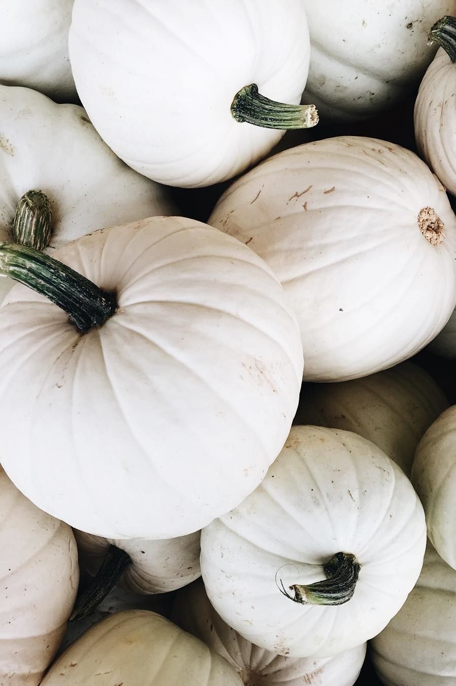 White Pumpkin Fall Wallpaper