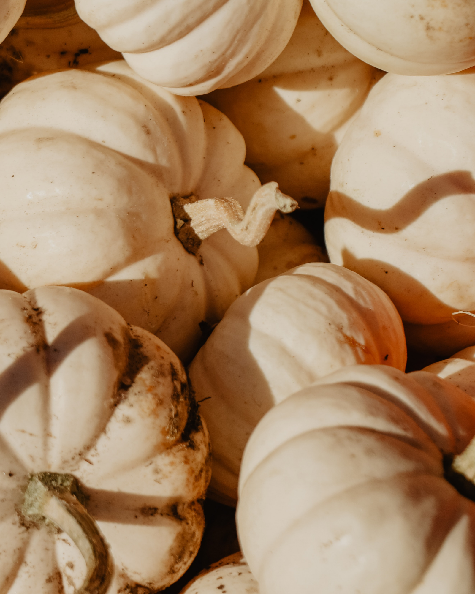 Best Fall Wallpaper for iPhone X and iPhone 11