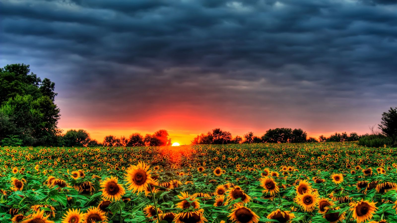 Autumn Sunflower Desktop Wallpaper Free Autumn Sunflower Desktop Background