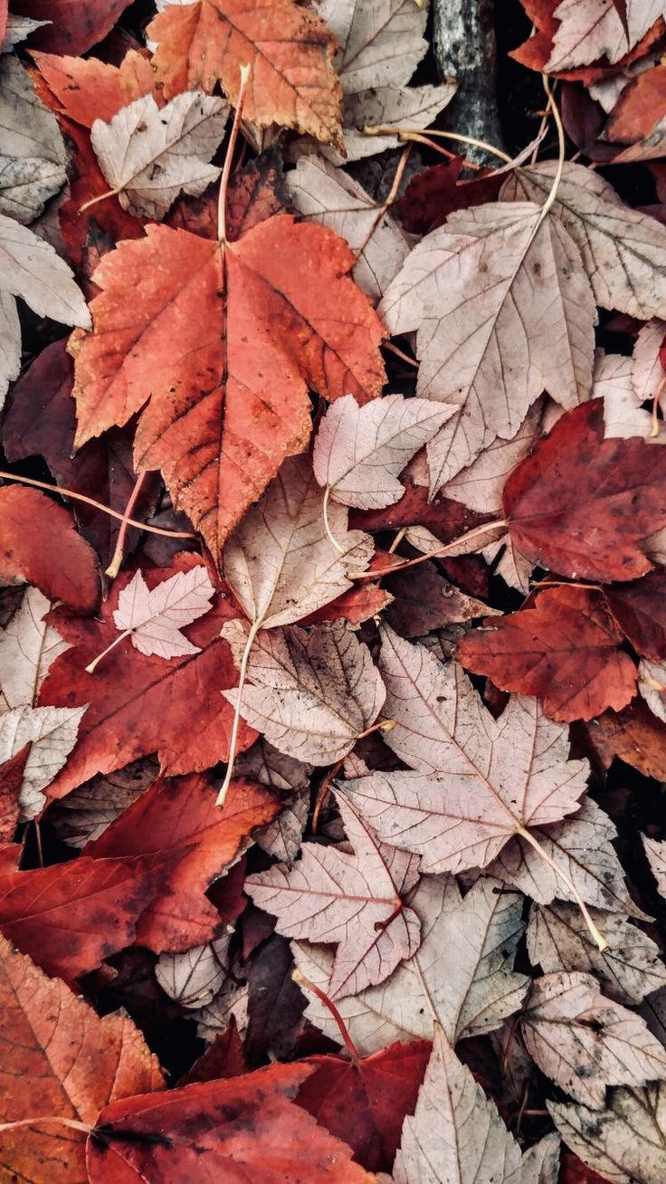 Gothic&Fantasy. Autumn leaves wallpaper, iPhone wallpaper fall,. Autumn leaves wallpaper, Leaves wallpaper iphone, Nature iphone wallpaper