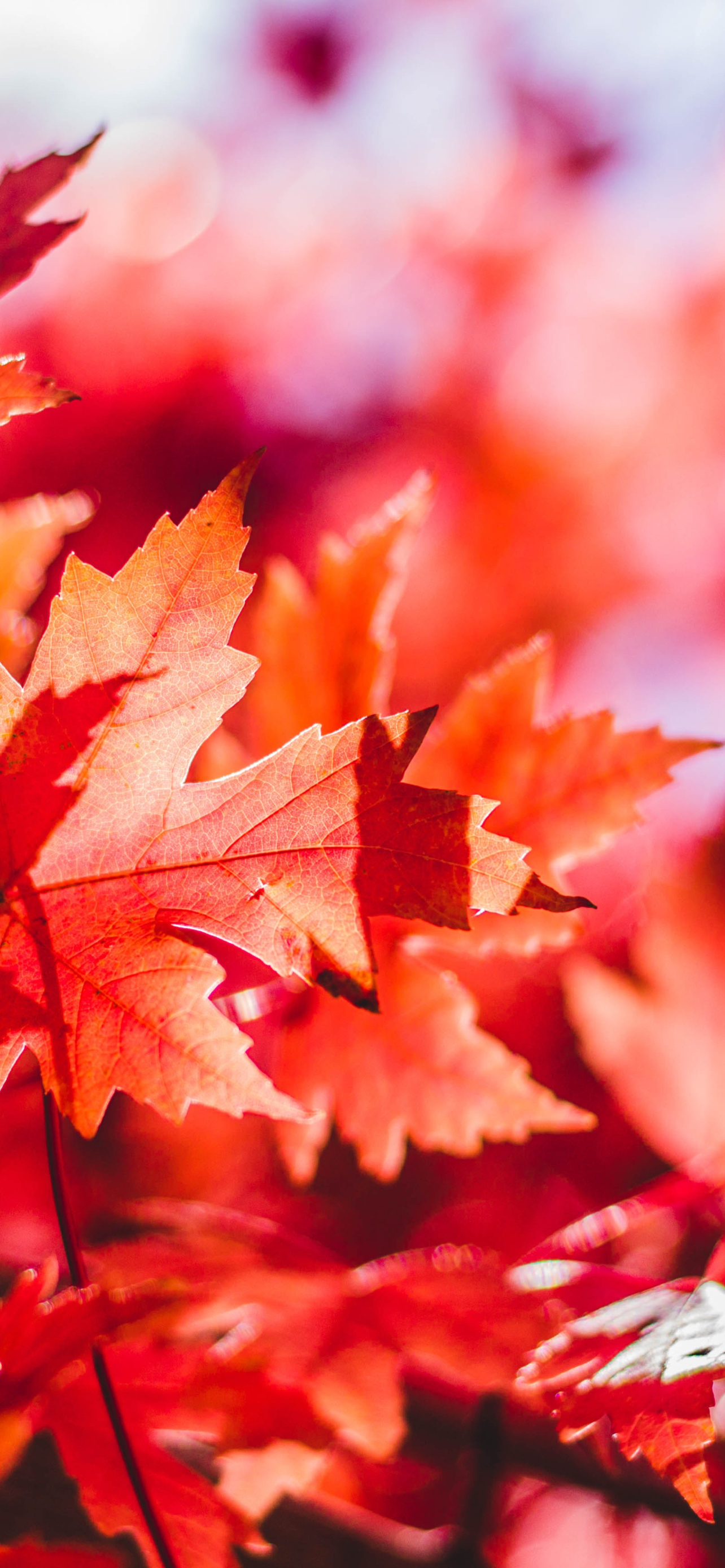 Colorful autumn iPhone wallpaper pack