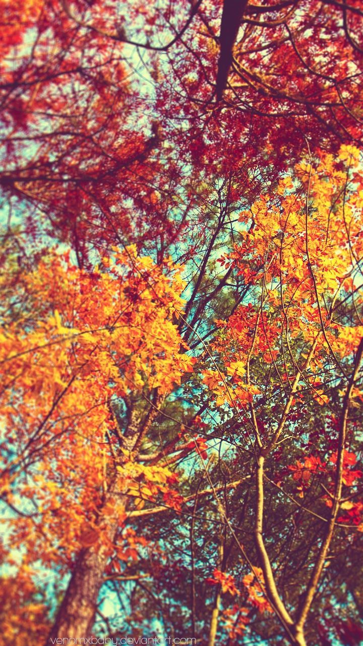 fall trees iphone wallpaper
