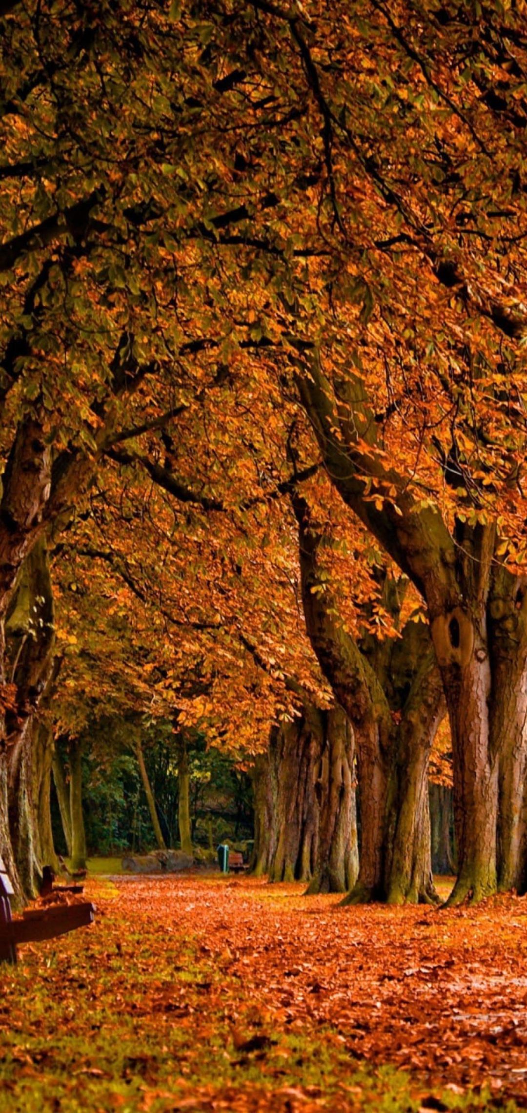 Fall iPhone Wallpaper { 4k & HD }