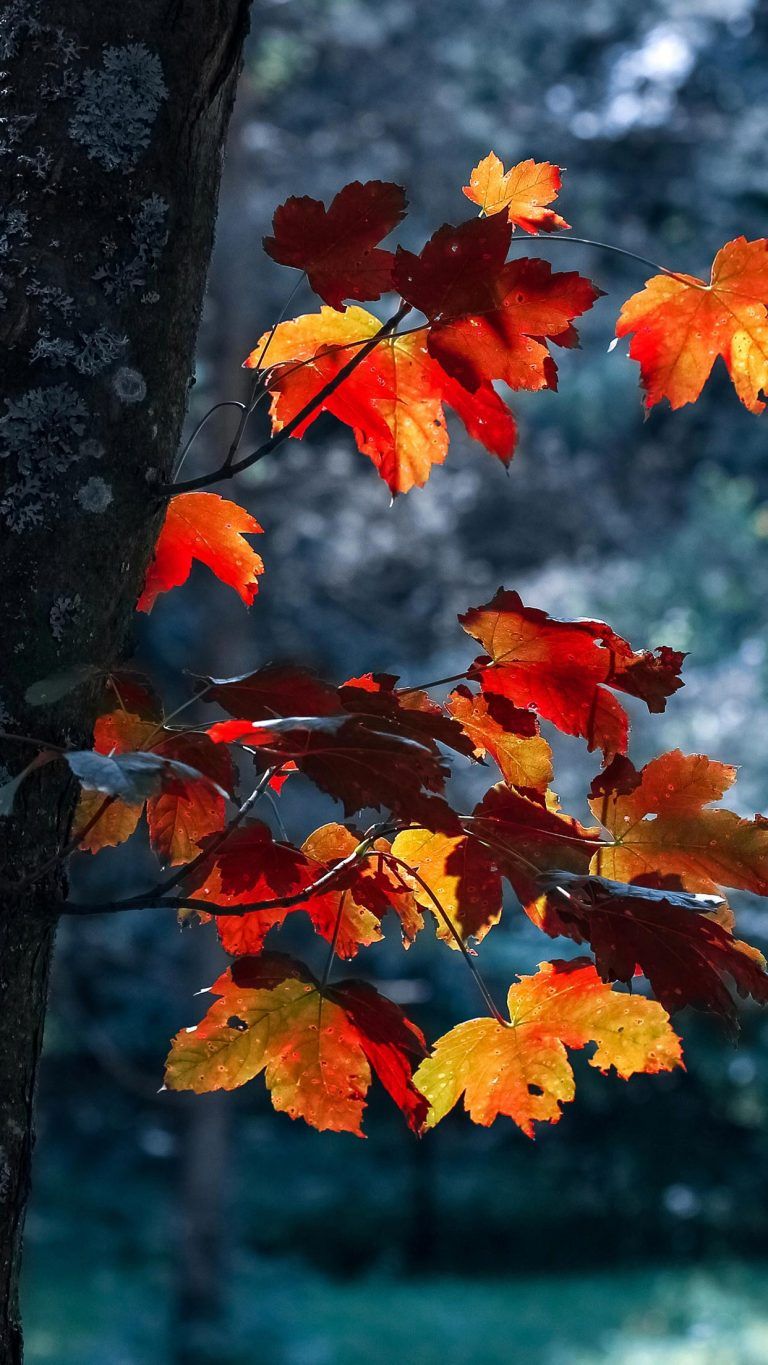 Samsung Autumn Wallpapers - Wallpaper Cave