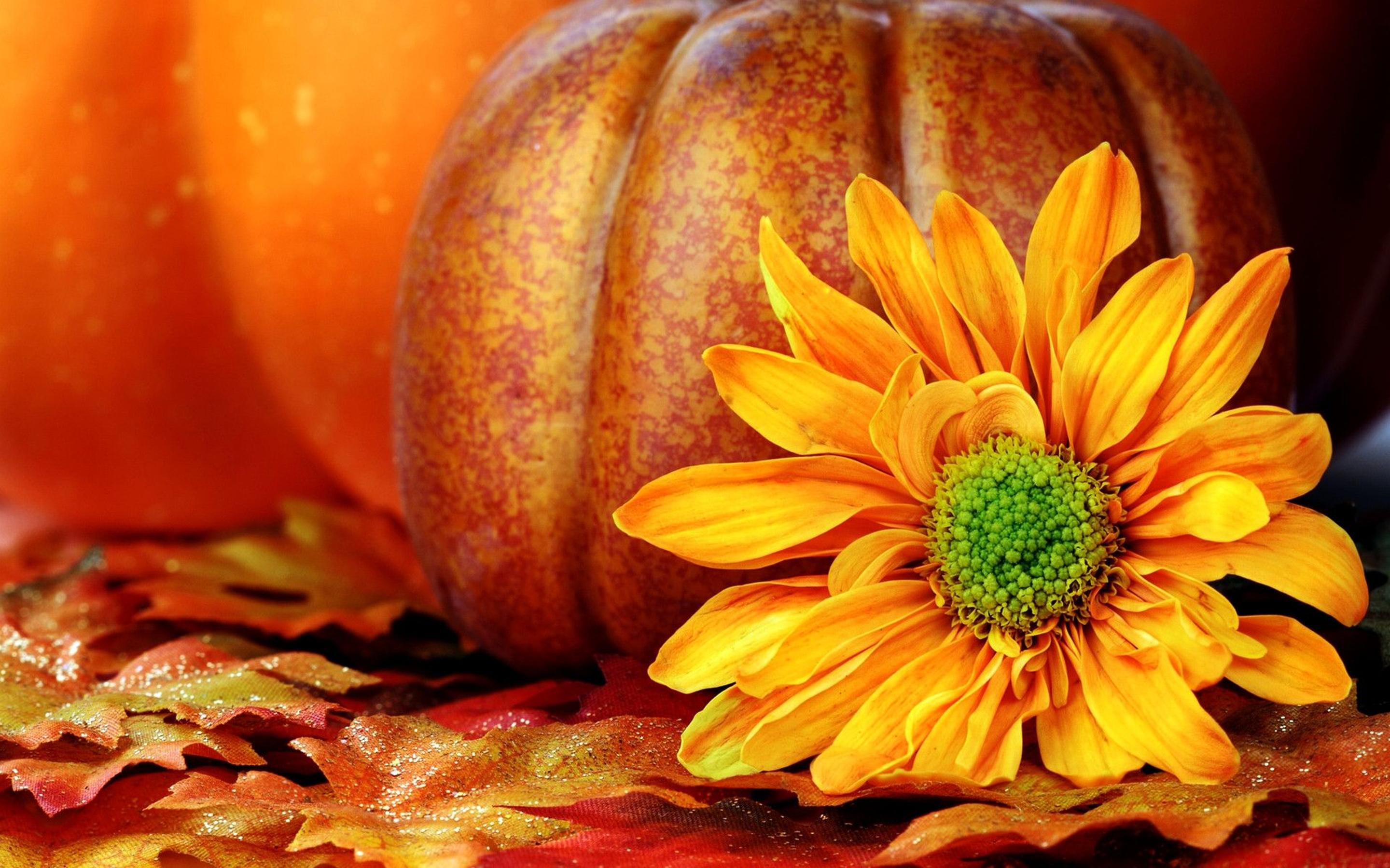 Orange Autumn flower and a pumpkin in the background