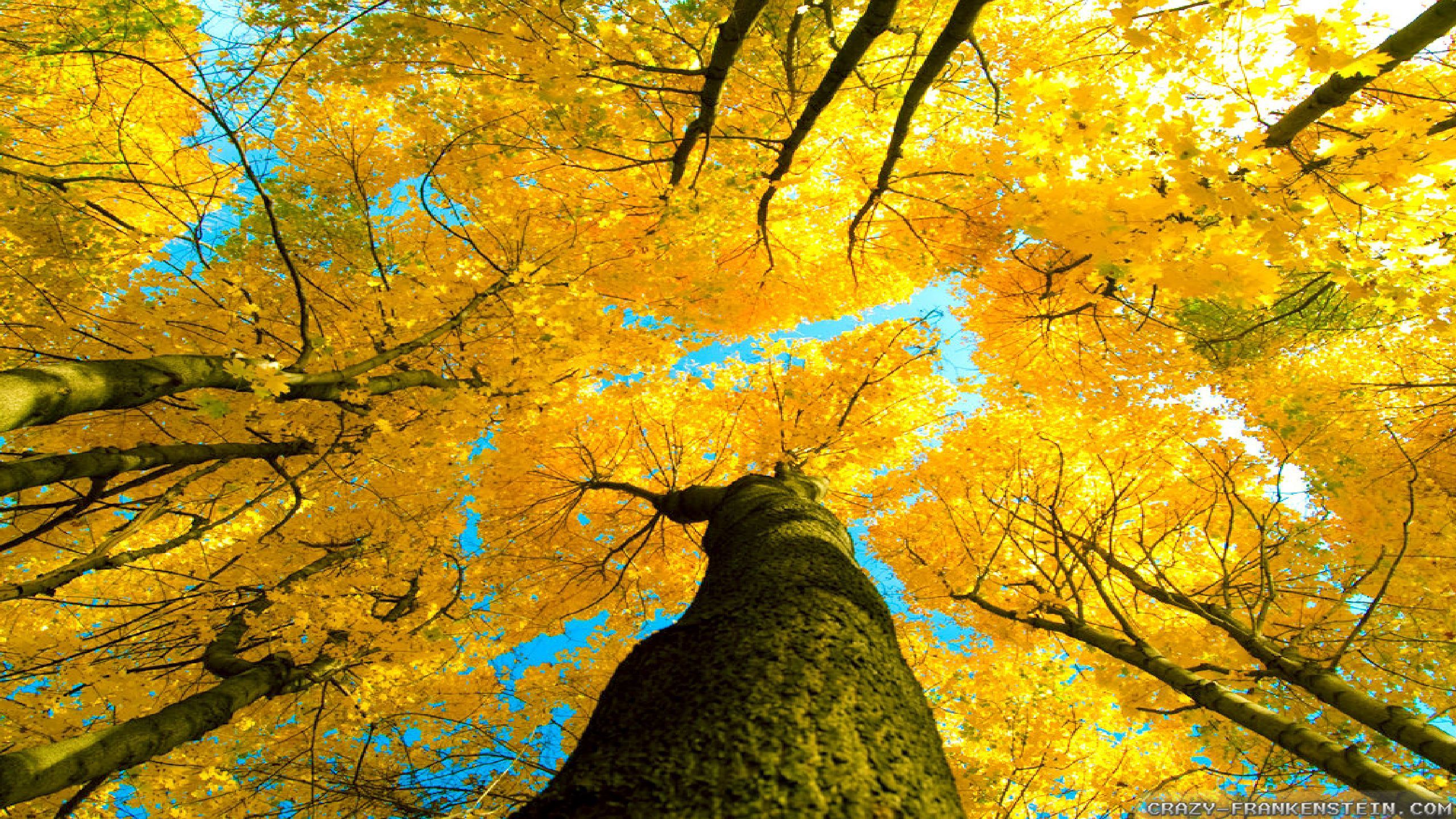 Autumn Sky Wallpaper