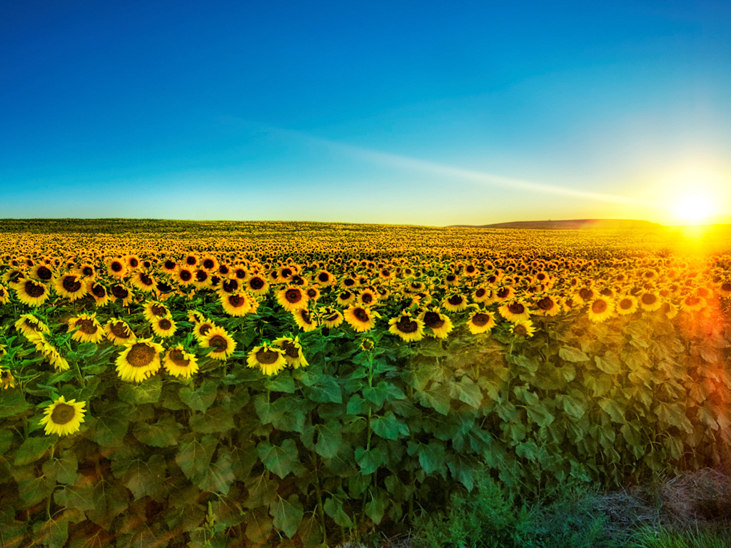 Free download Free Wallpaper Sunflower Wallpaper [1024x768] for your Desktop, Mobile & Tablet. Explore Sunflower Wallpaper Desktop. Sunflower Wallpaper, 3D Sunflower Wallpaper, Autumn Sunflower Desktop Wallpaper