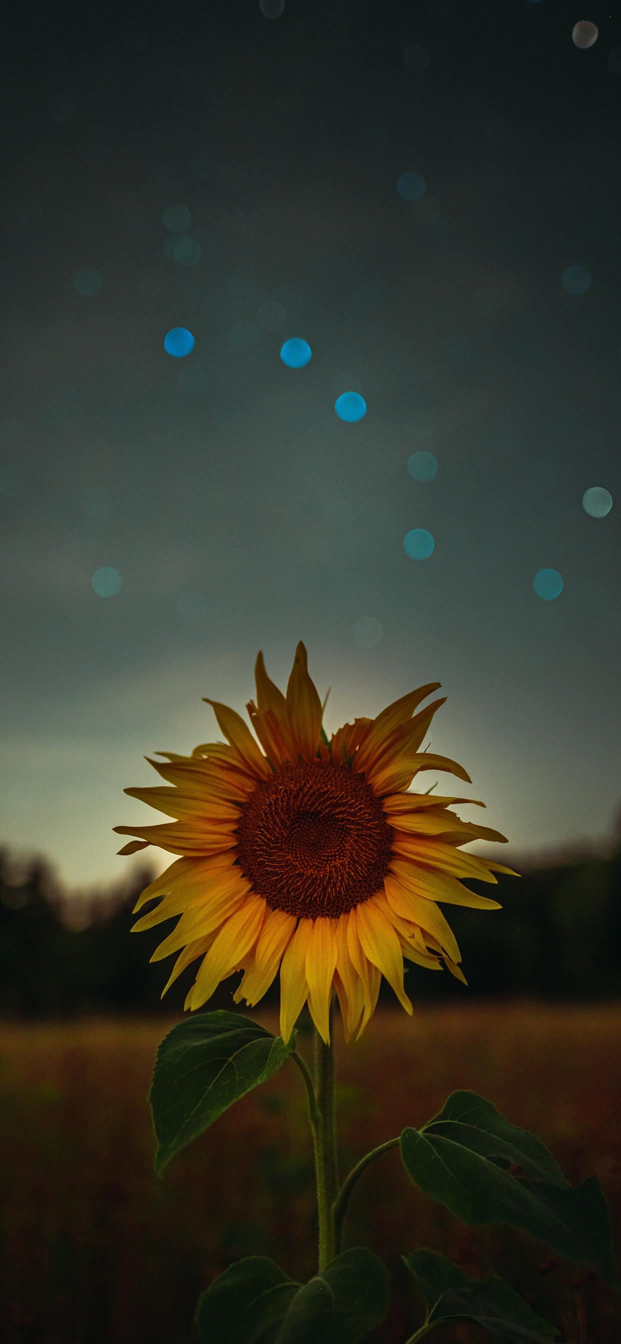 sunflower during golden hour iPhone SE Wallpaper Free Download