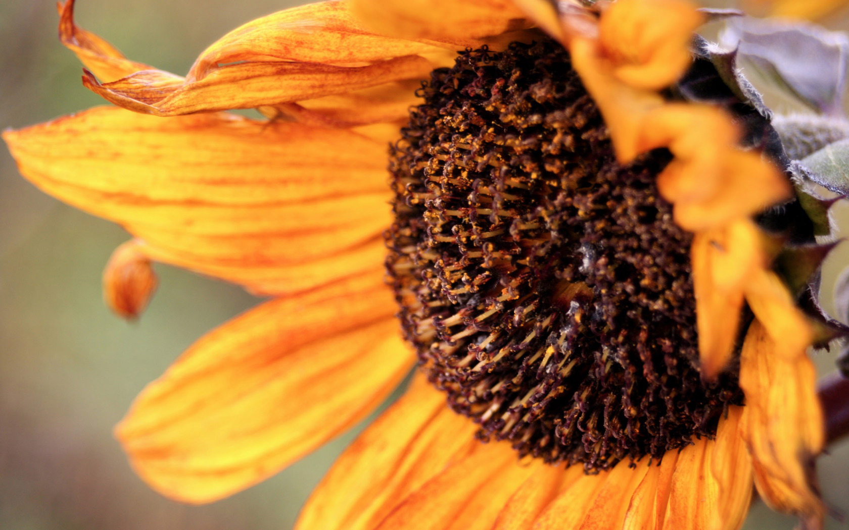 Vintage Sunflower Flower Wallpaper