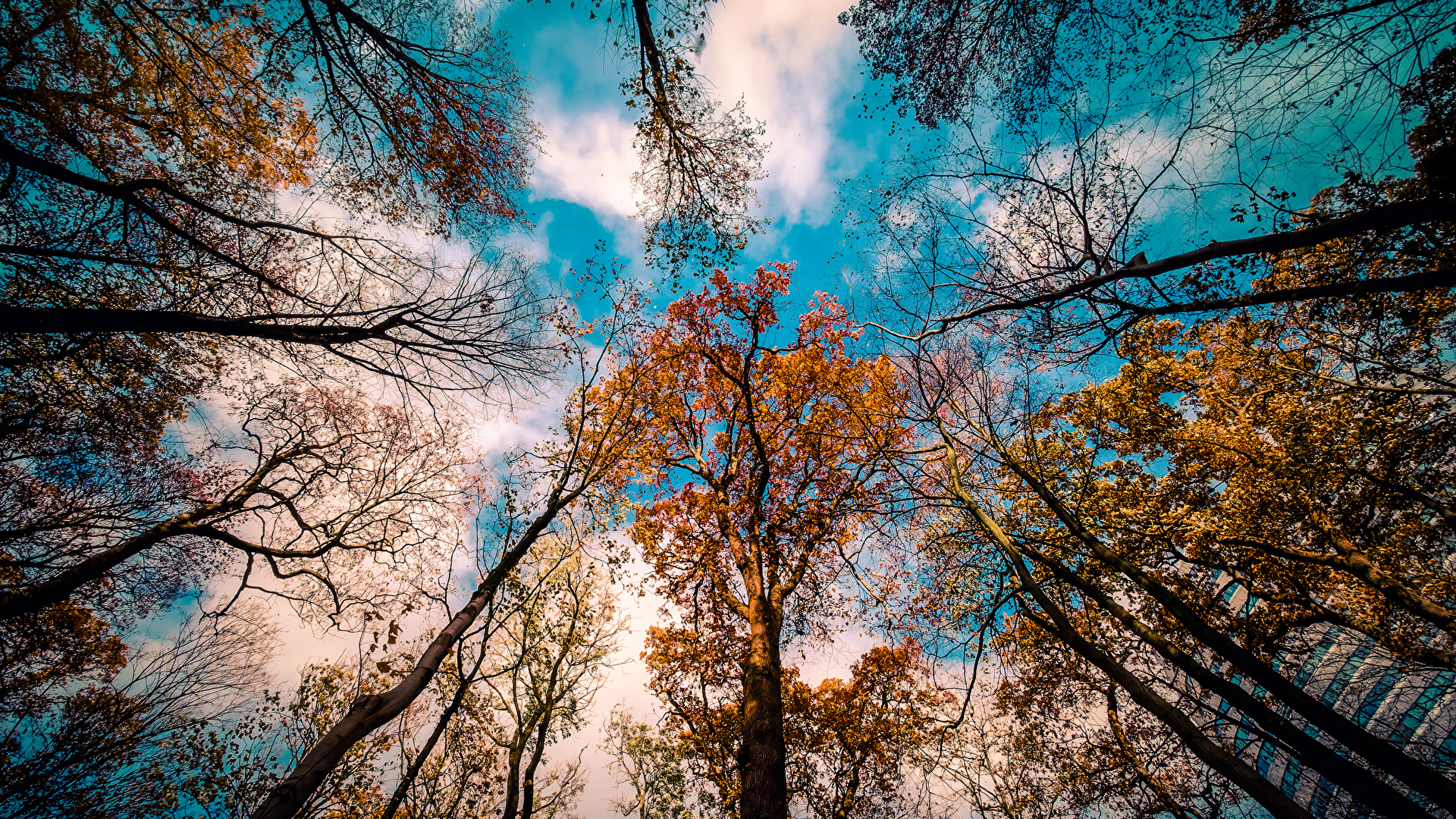Photo Bottom view Autumn Nature Sky Branches Trees Clouds 1920x1080