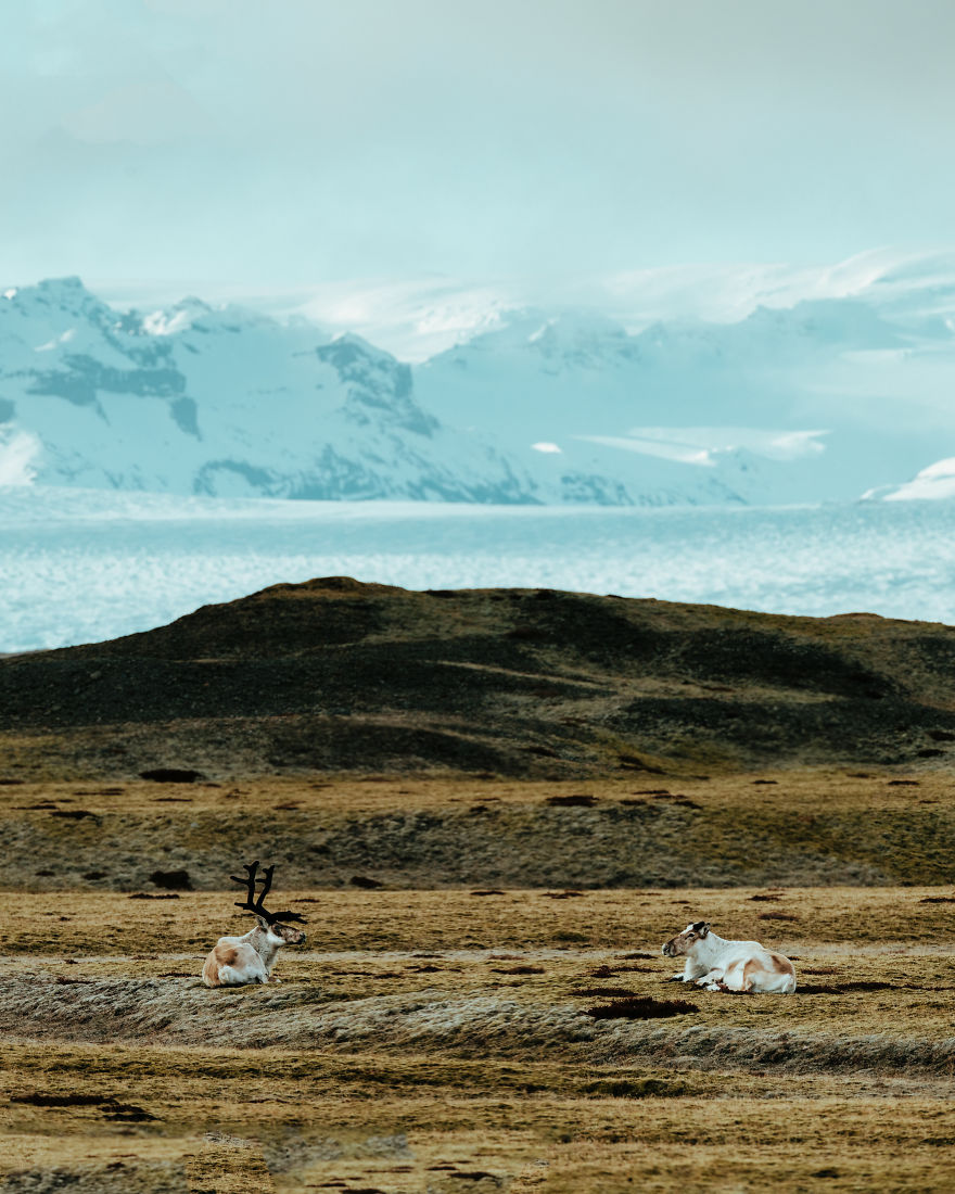 Here Are My 25 Photo Of Reindeer In Southeast Iceland