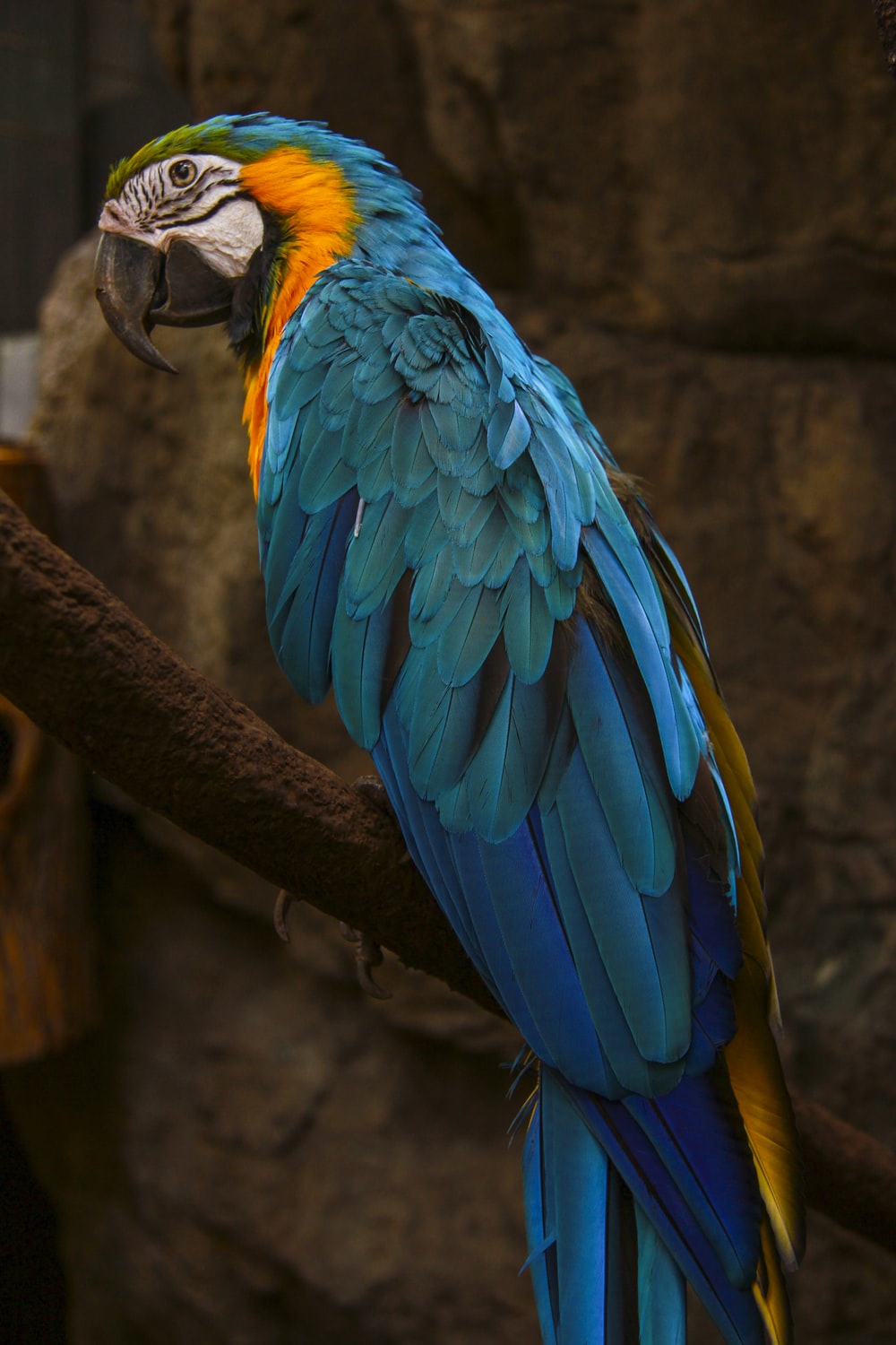 Blue Parrots Wallpaper