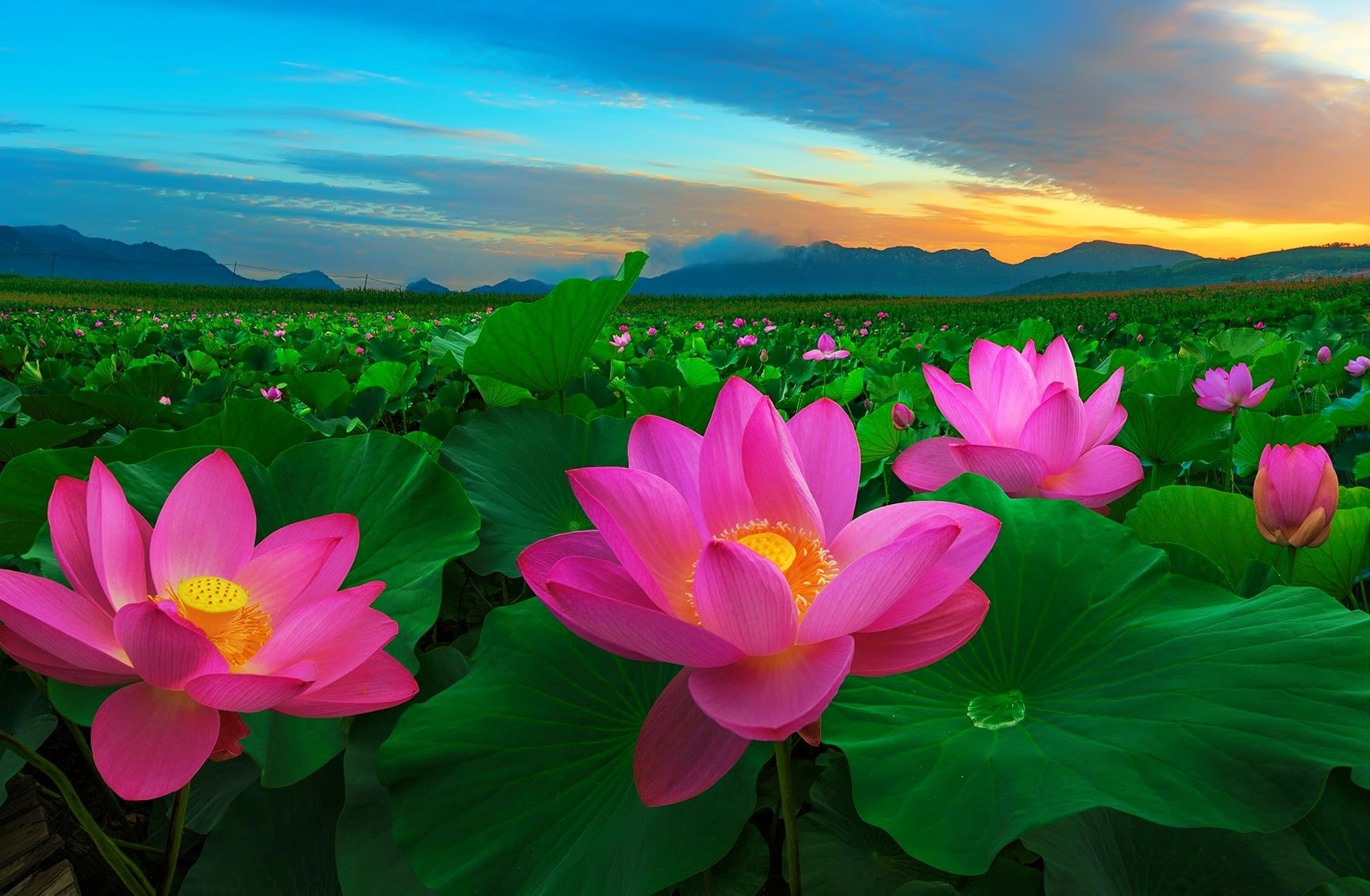 Pink Lotus Wallpapers - Wallpaper Cave