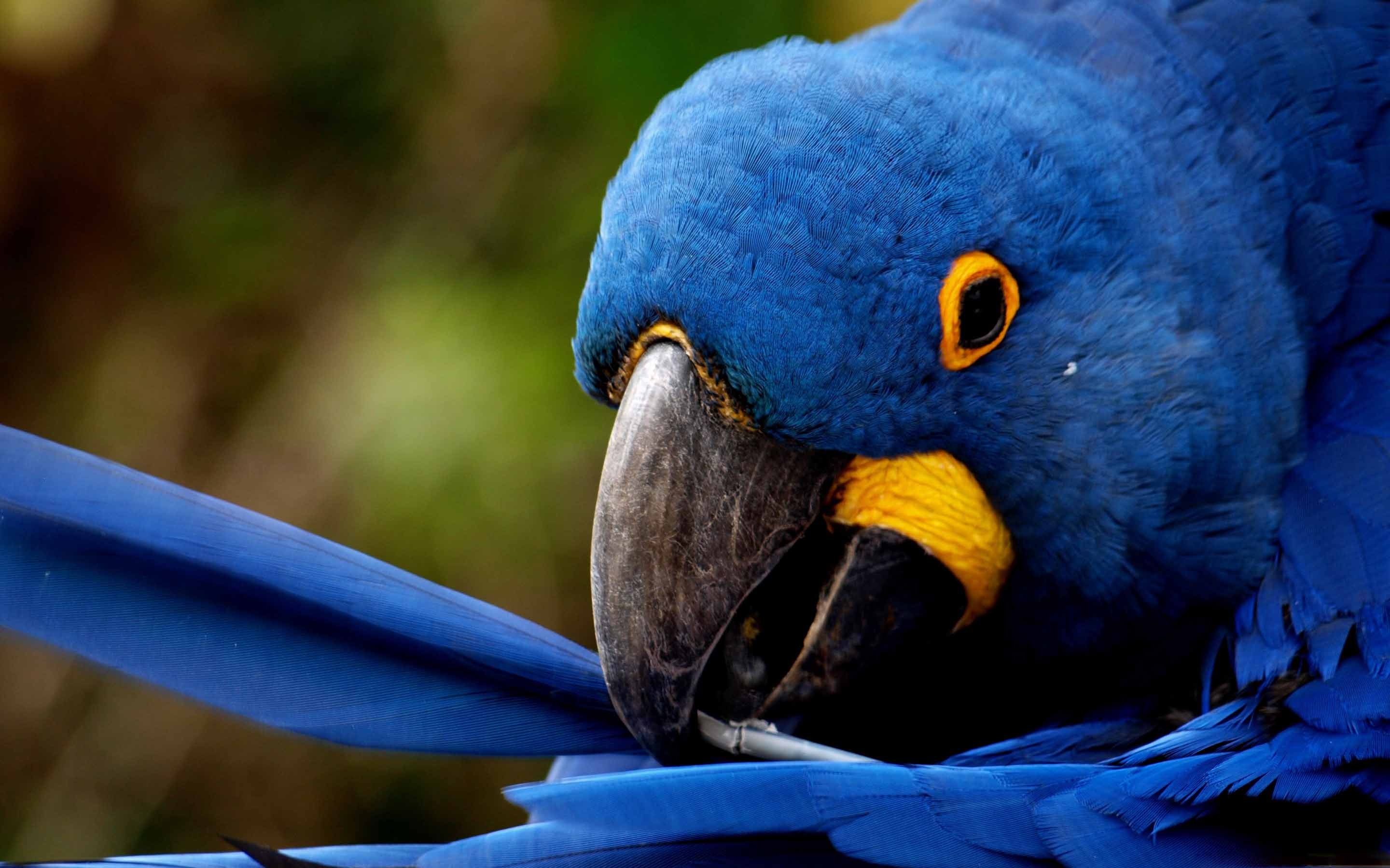 Blue Parrot MacBook Air Wallpaper Download