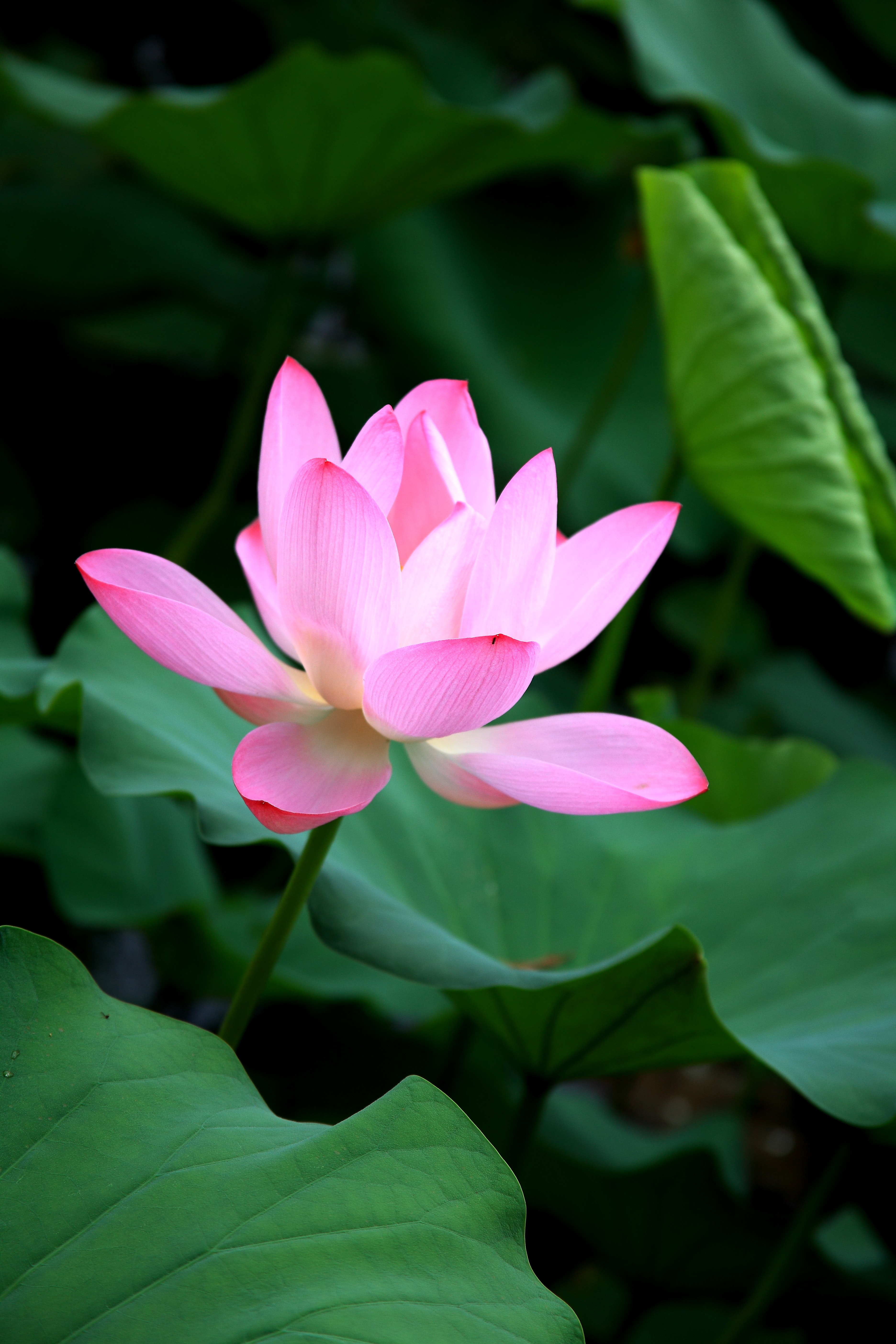 Lotus Flower Photo, Download The BEST Free Lotus Flower & HD Image