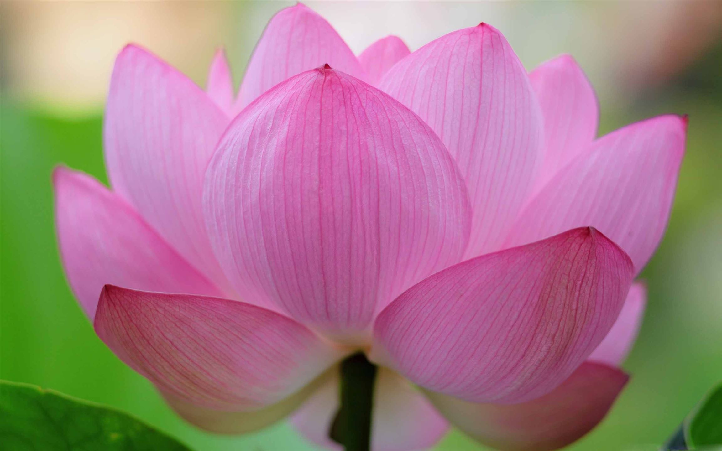 Pink Lotus Flower Mac Wallpaper Download