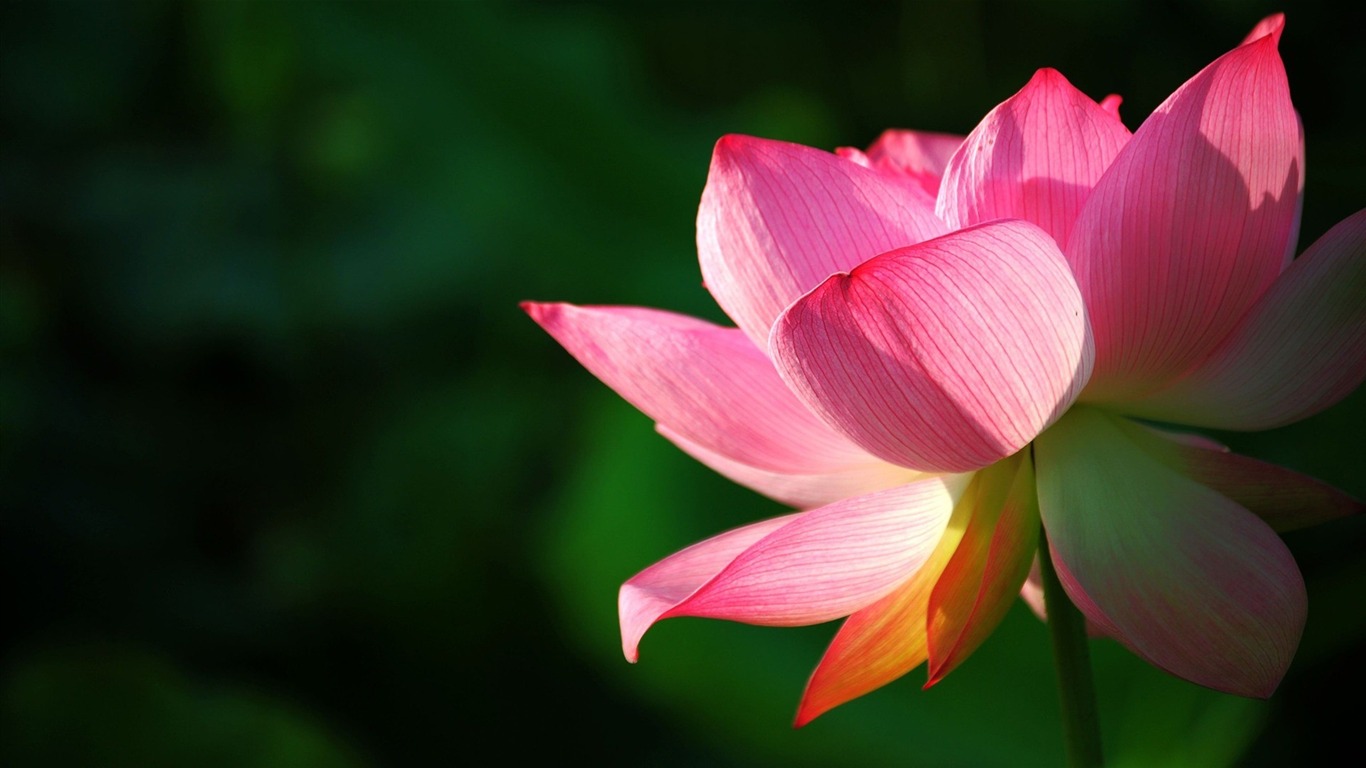 Pink Lotus Flower Photo HD Wallpaper