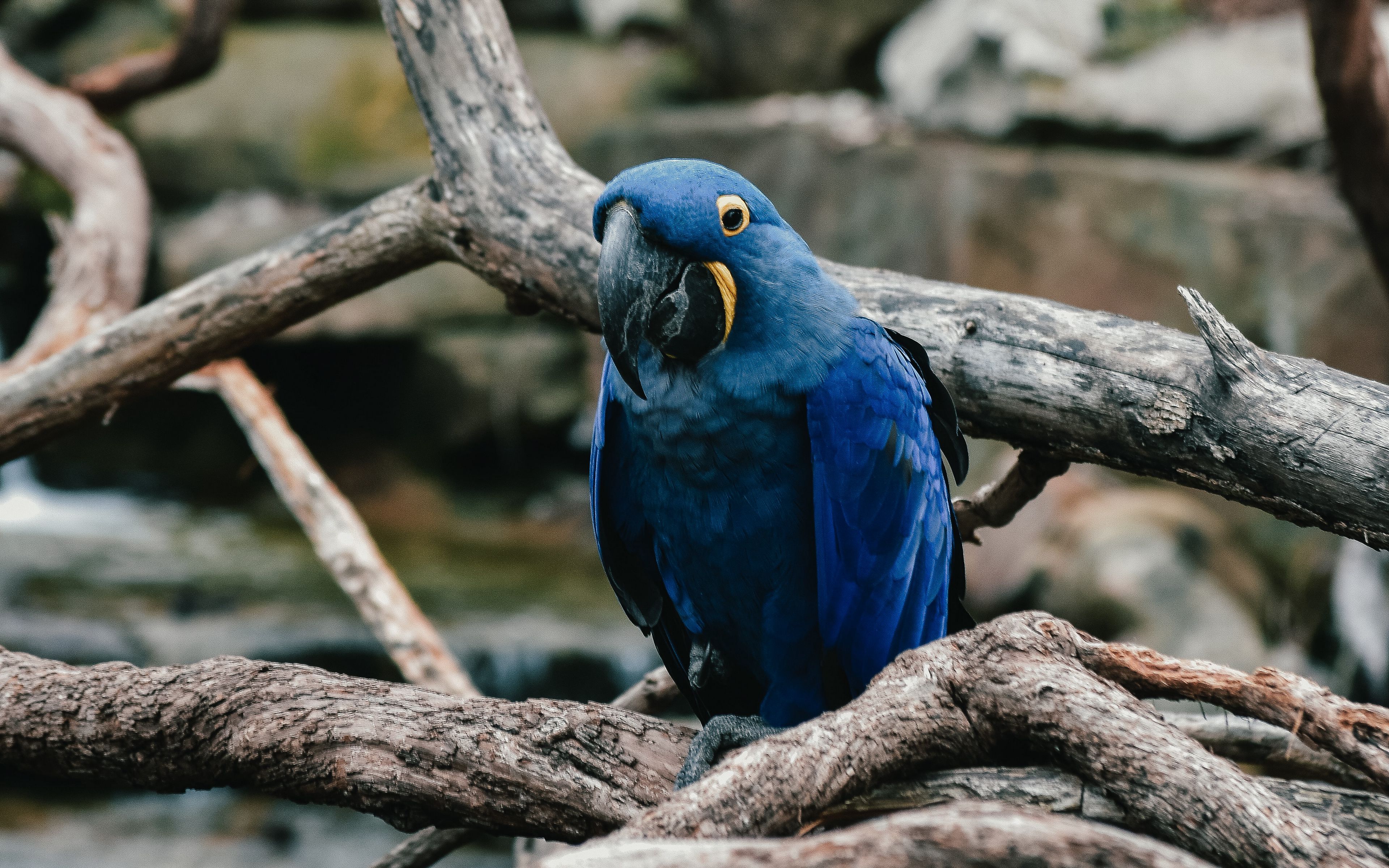 Download wallpaper 3840x2400 parrot, blue, bird 4k ultra HD 16:10 HD background