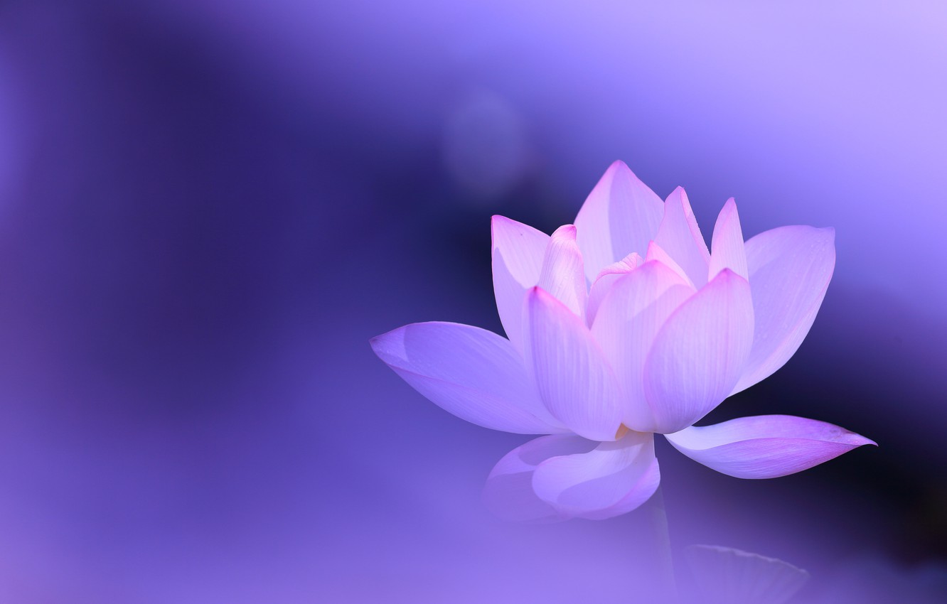 Wallpaper flower, background, lilac, pink, Lotus image for desktop, section цветы