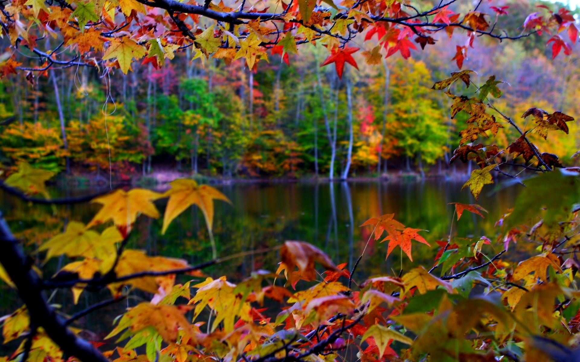 Autumn Leaves And Lake Wallpaper