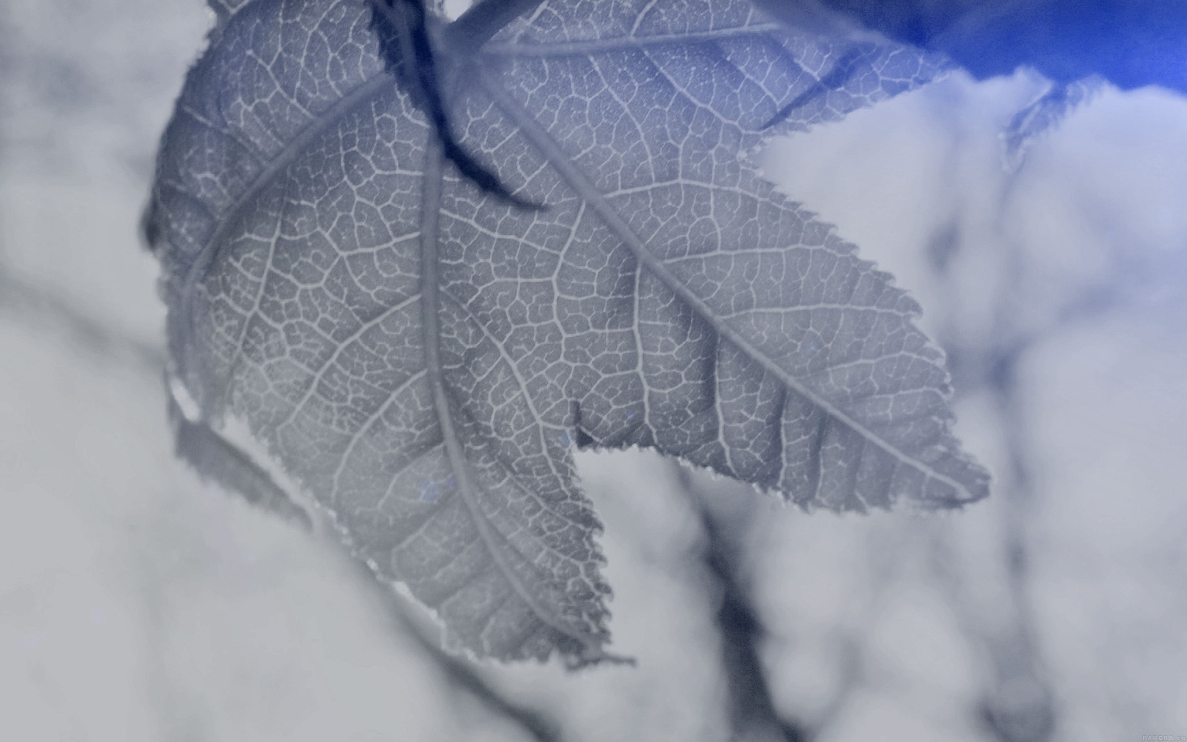 wallpaper for desktop, laptop. leaf nature tree dark blue shine ben moore