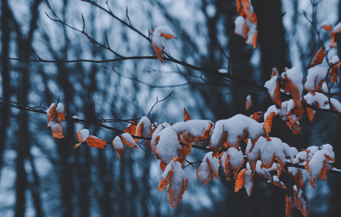 Wallpaper winter, leaves, snow, trees, branch, dry leaves image for desktop, section природа
