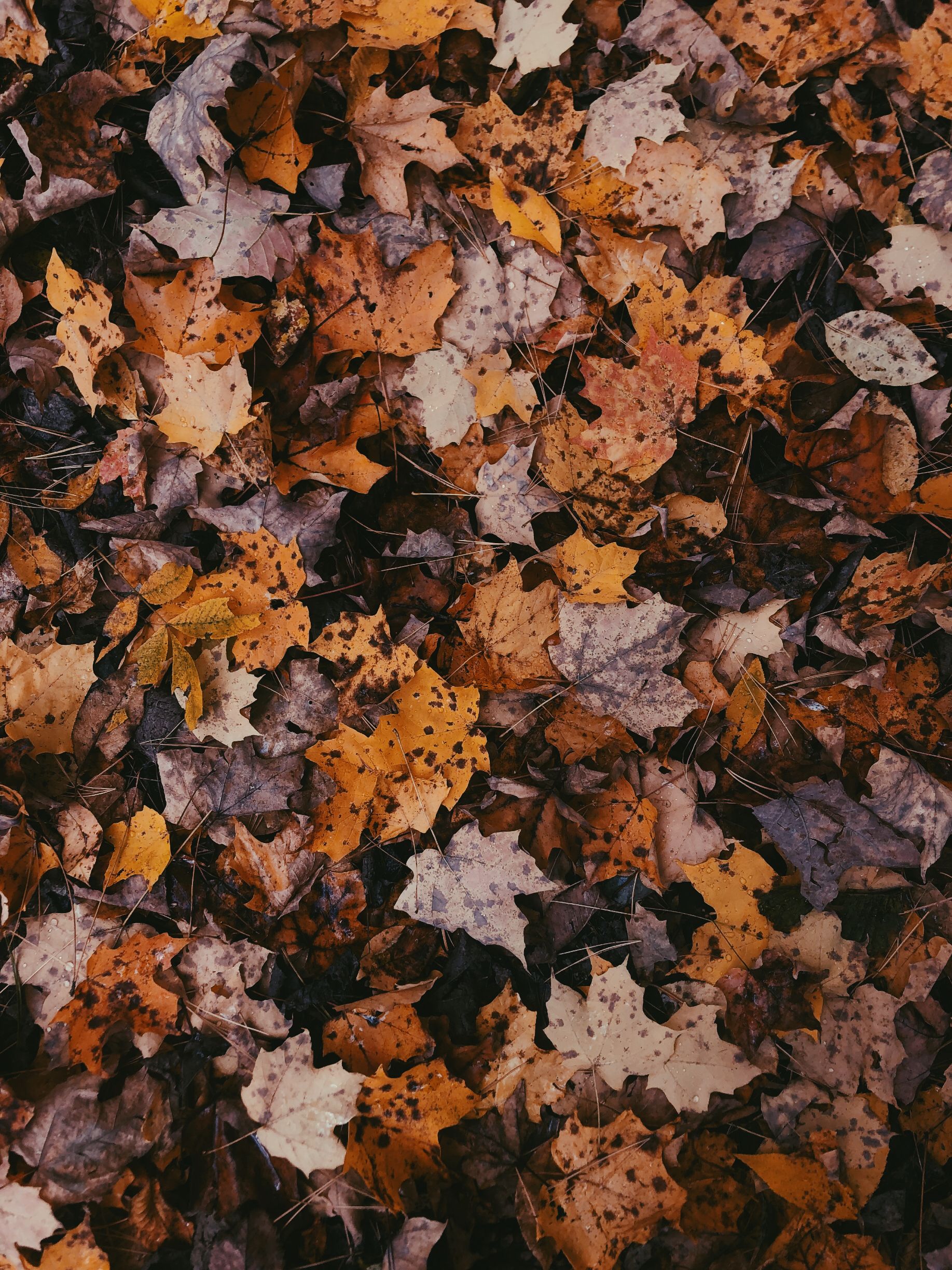 Fall leaves. Autumn aesthetic, Dark autumn, Autumn leaves