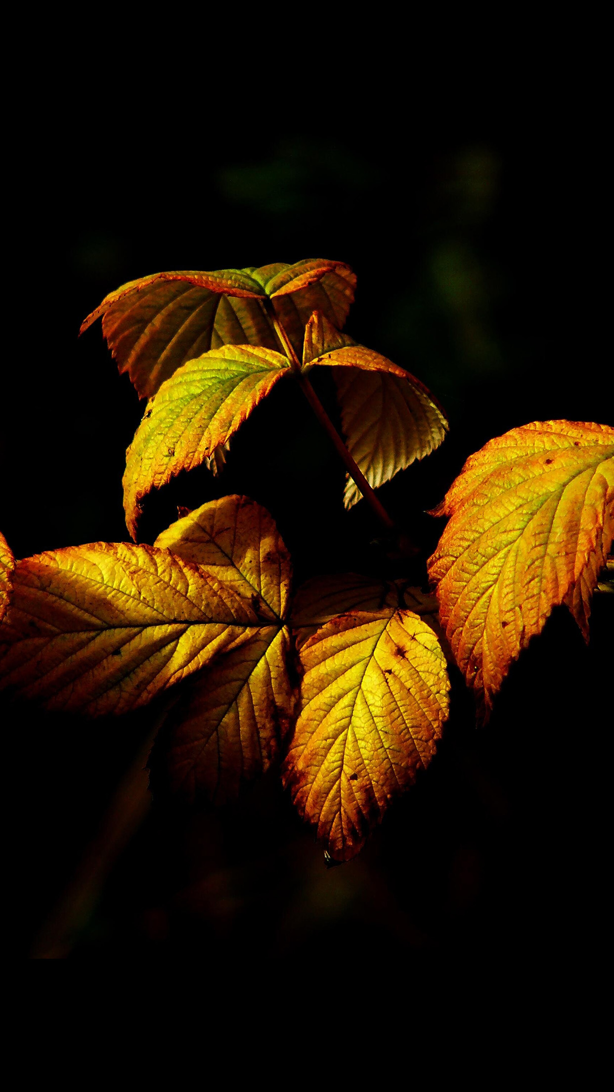 fall leaf dark nature