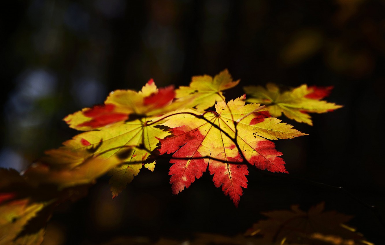Wallpaper leaves, the dark background, branch, maple, bokeh, autumn leaves image for desktop, section природа