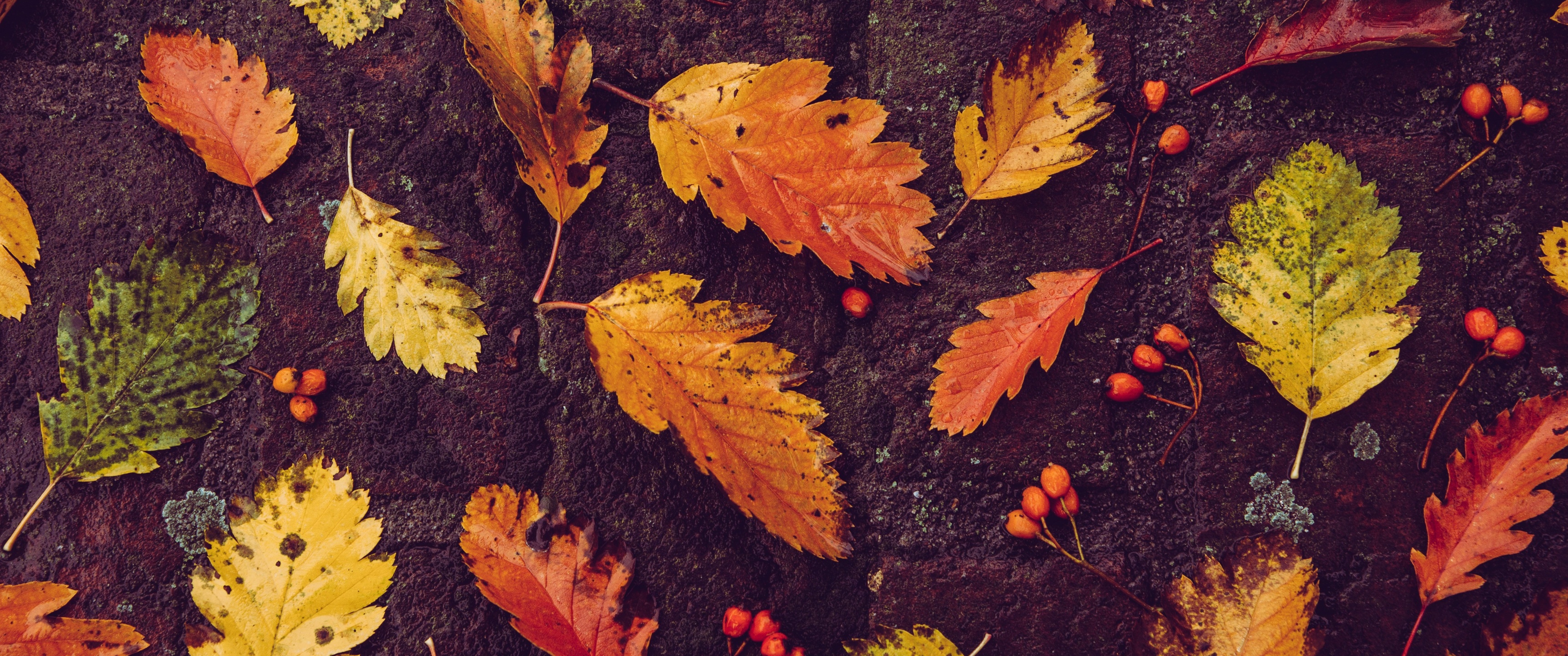 Dark Autumn Leaves Wallpapers Wallpaper Cave