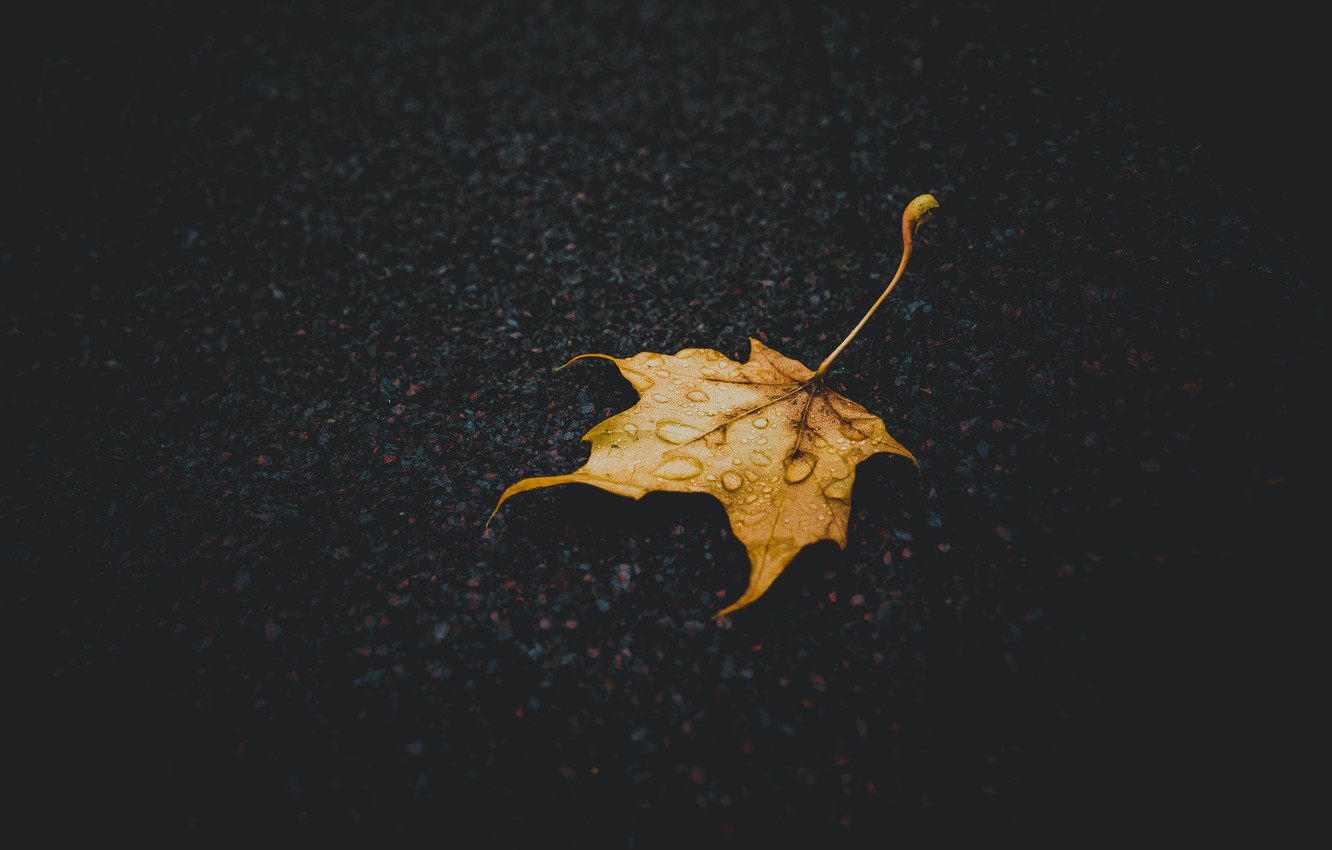 Wallpaper road, autumn, drops, yellow, the dark background, one, leaf, after the rain, lies, stones, maple, autumn leaf image for desktop, section природа