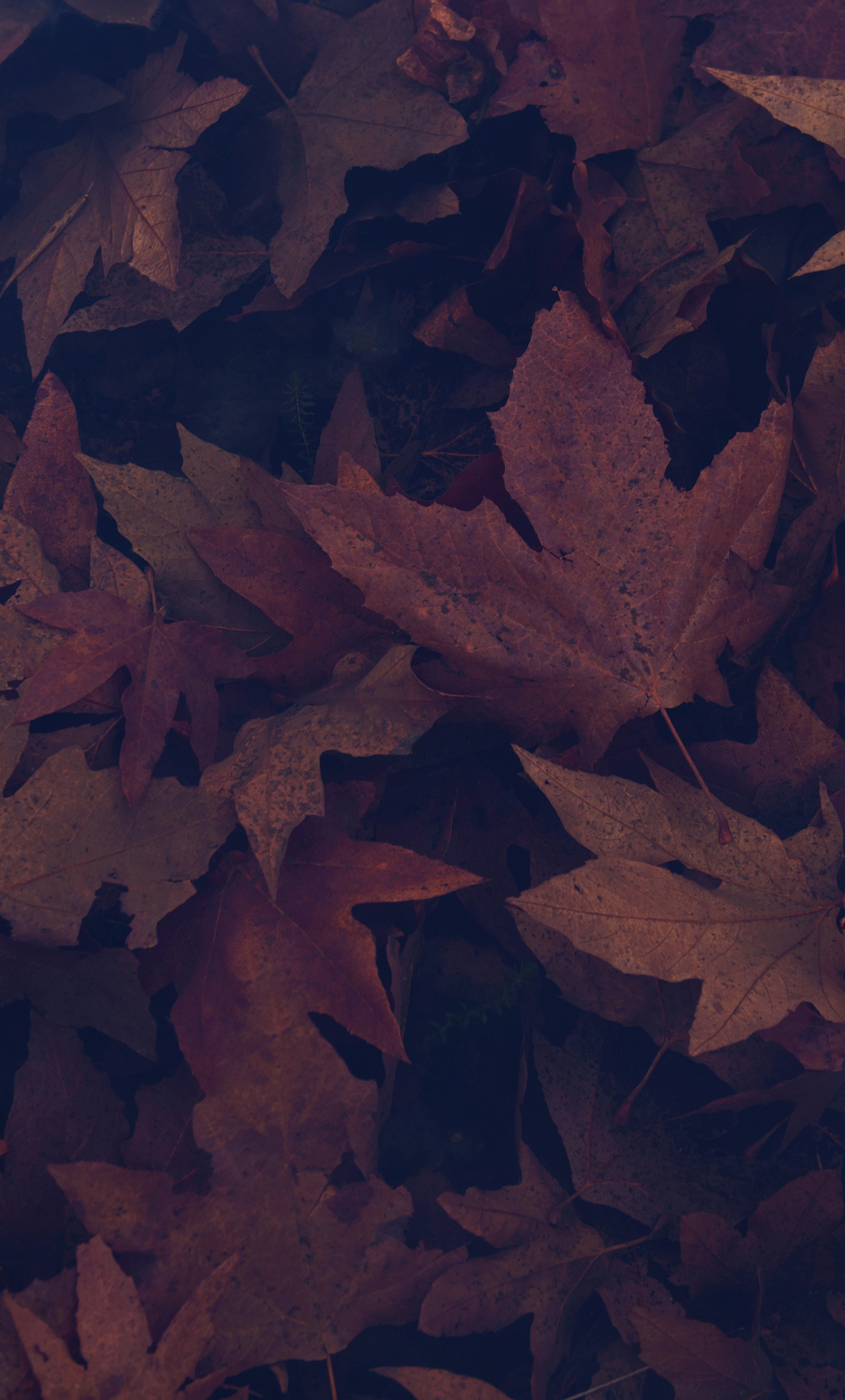 Download dark, portrait, maple leaves, autumn 1280x2120 wallpaper, iphone 6 plus, 1280x2120 HD image, background, 17858