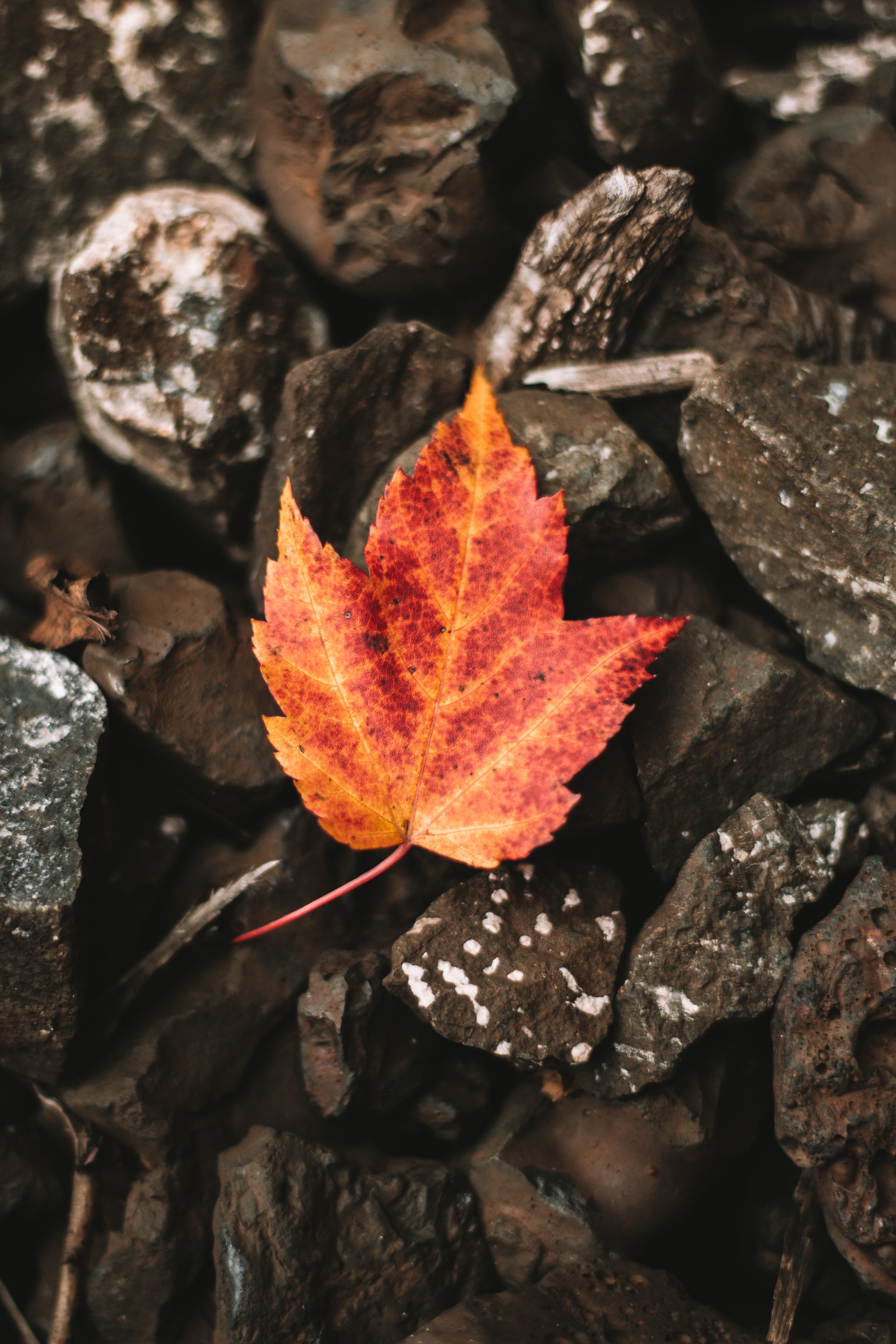 Autumn Leaf on Rocks · Free