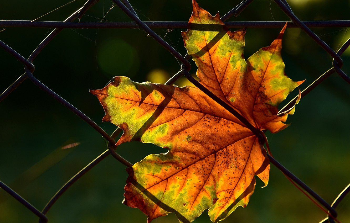 Wallpaper autumn, leaves, light, the dark background, mesh, the fence, leaf, web, maple, autumn leaves, autumn leaf image for desktop, section природа