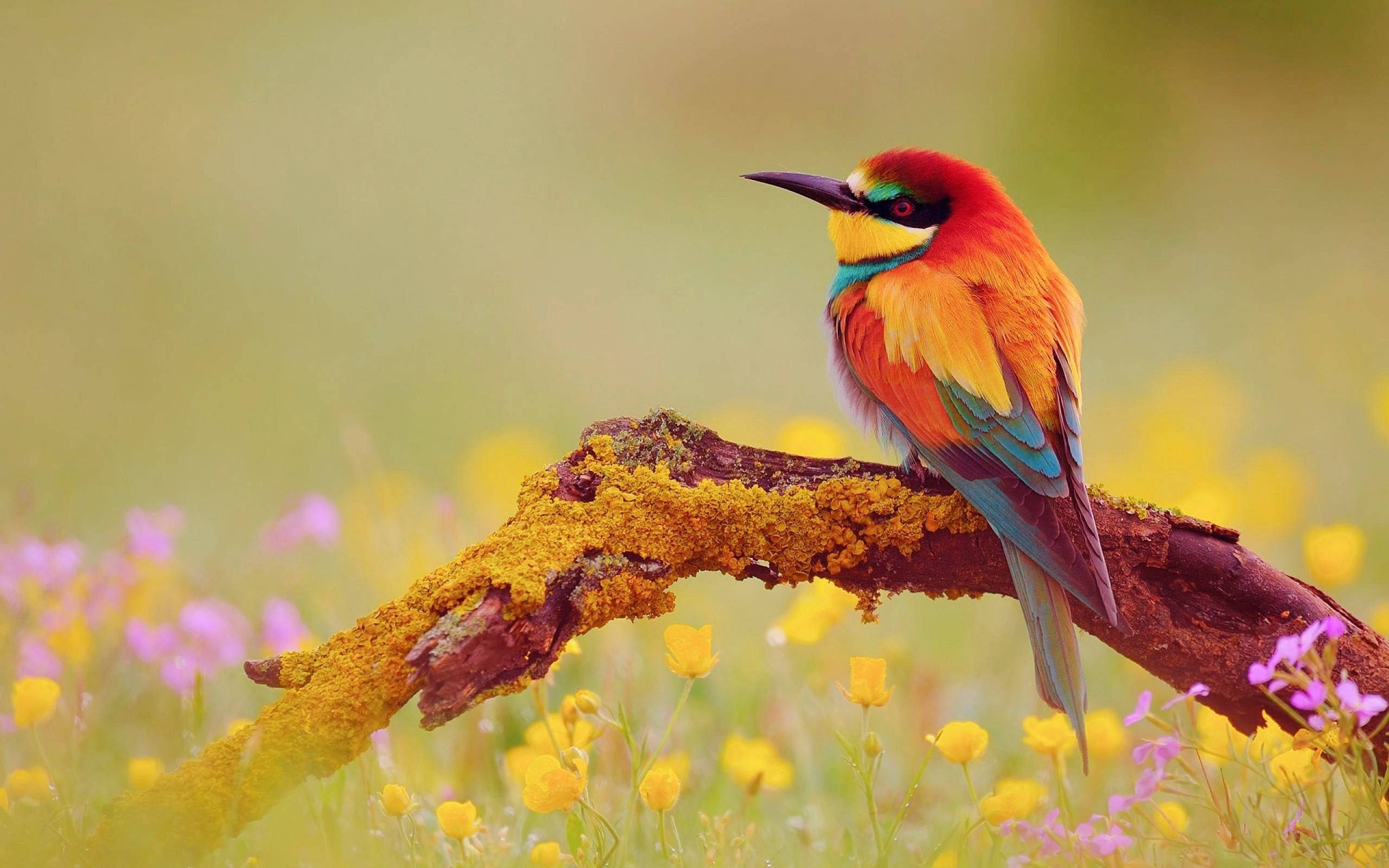 Download Yellow Bird With Colorful Feathers Wallpaper