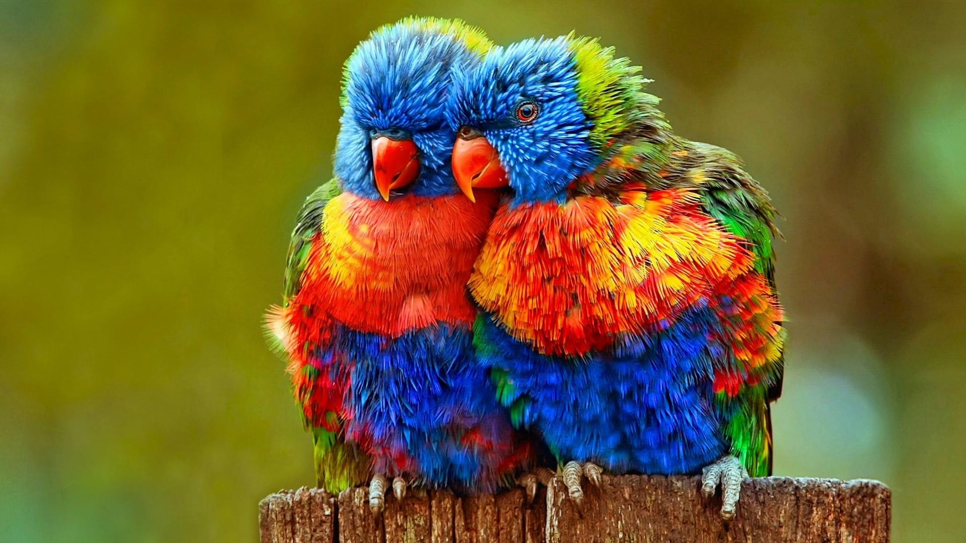 Colourful bird Wallpaper