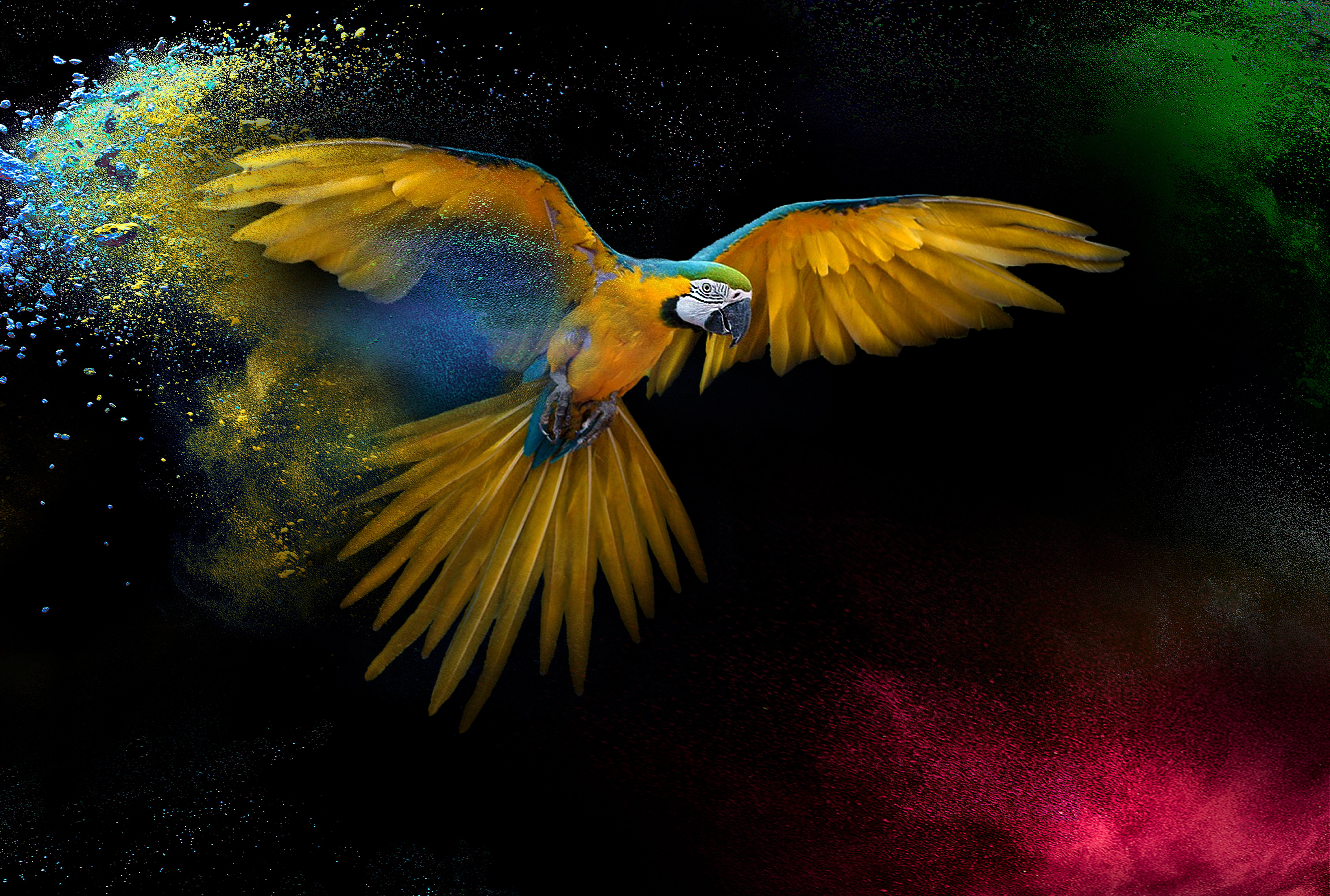 Macaw Wallpaper 4K, Wings, Feathers, Colorful, Splash, Animals
