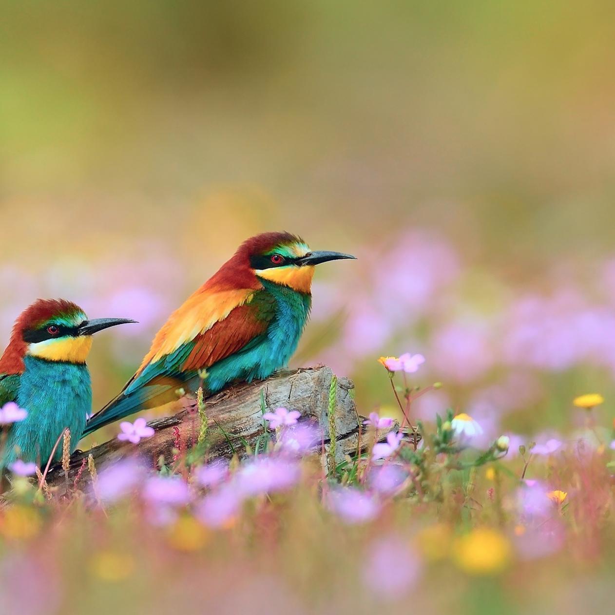 Beautiful two colorful birds in the grass