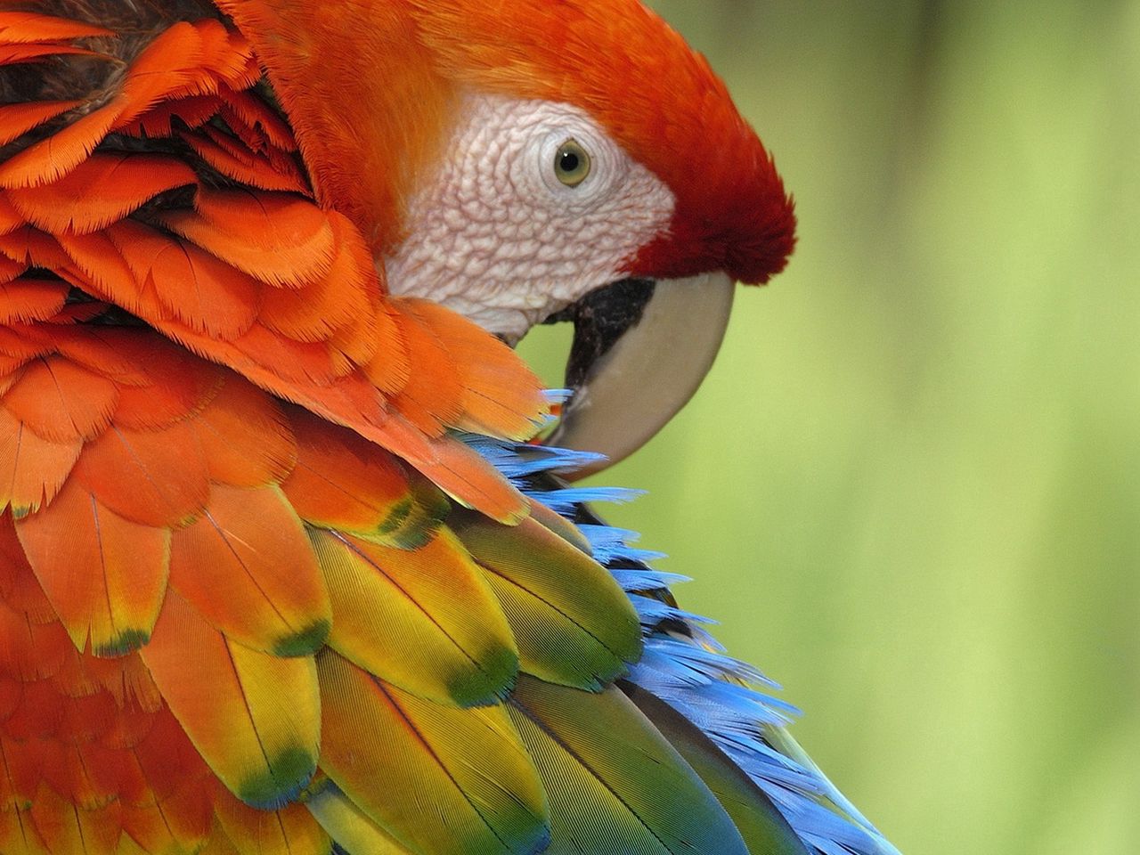 Download wallpaper 1280x960 parrot, feathers, color, colorful, bird standard 4:3 HD background