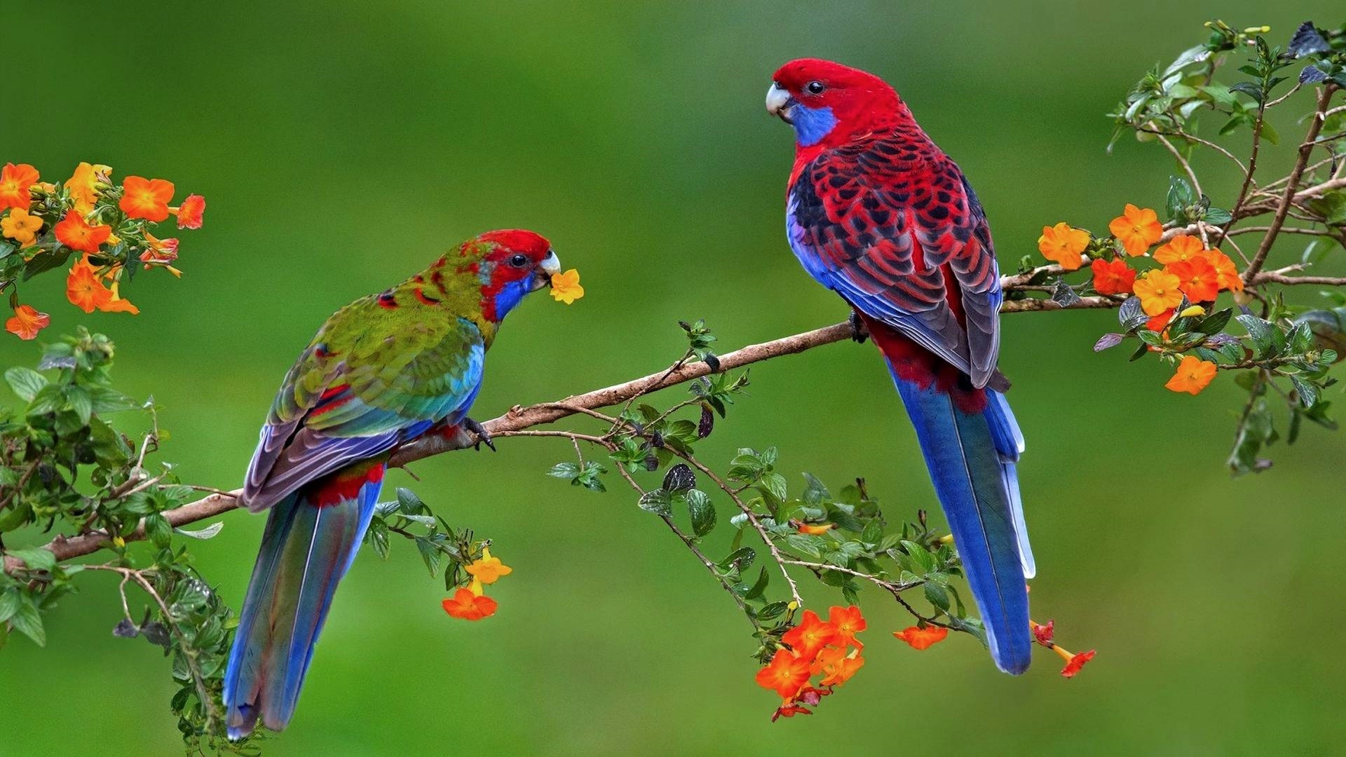 Colourful bird Wallpaper