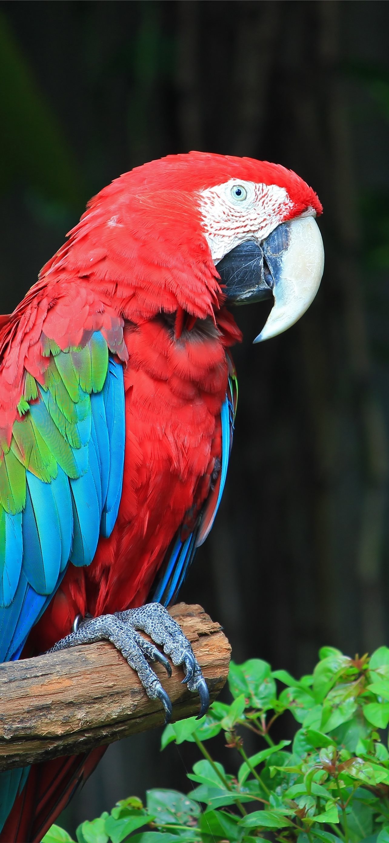 Colorful Parrot Bird on Tree Branch iPhone Wallpaper Free Download