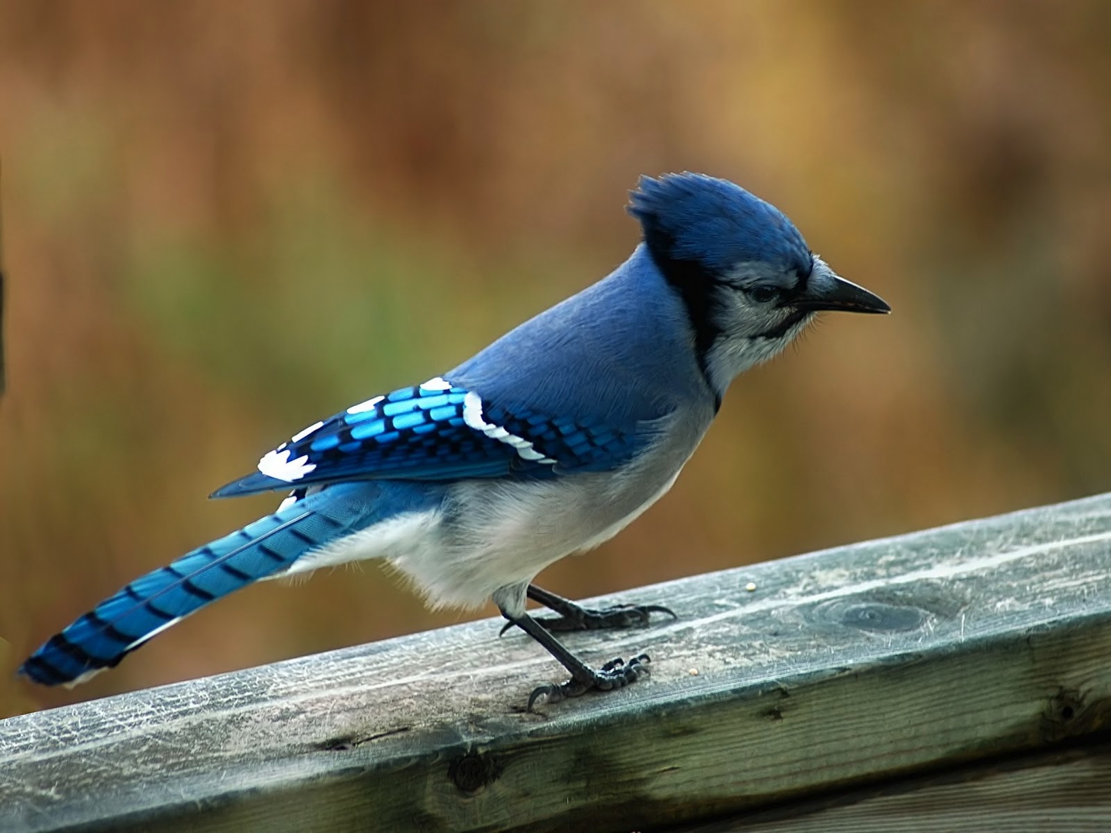 Free download blue birds twins colorful birds colorful bird wallpaper small bird [1600x1200] for your Desktop, Mobile & Tablet. Explore Birds Wallpaper. Bird Wallpaper for Walls, Animal Wallpaper for