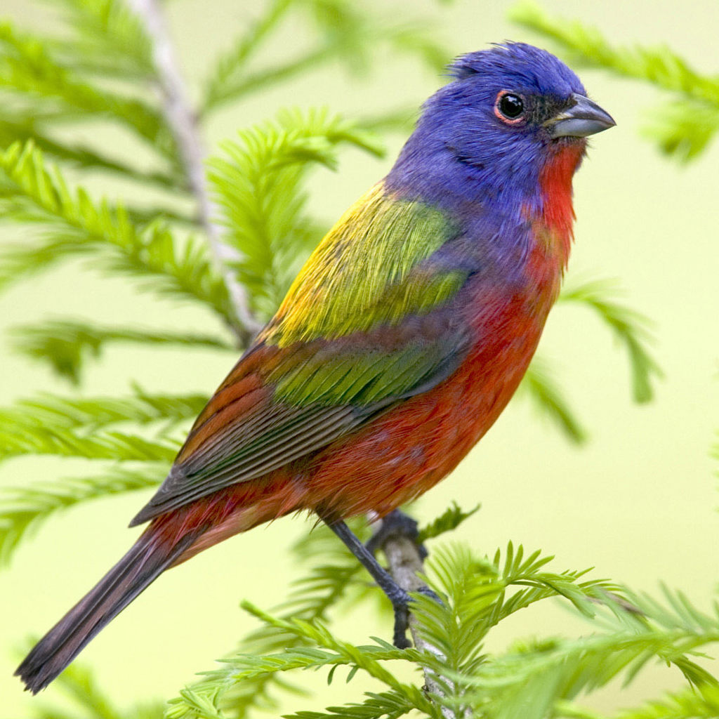 Colorful Bird iPad Wallpaper, Background and Theme