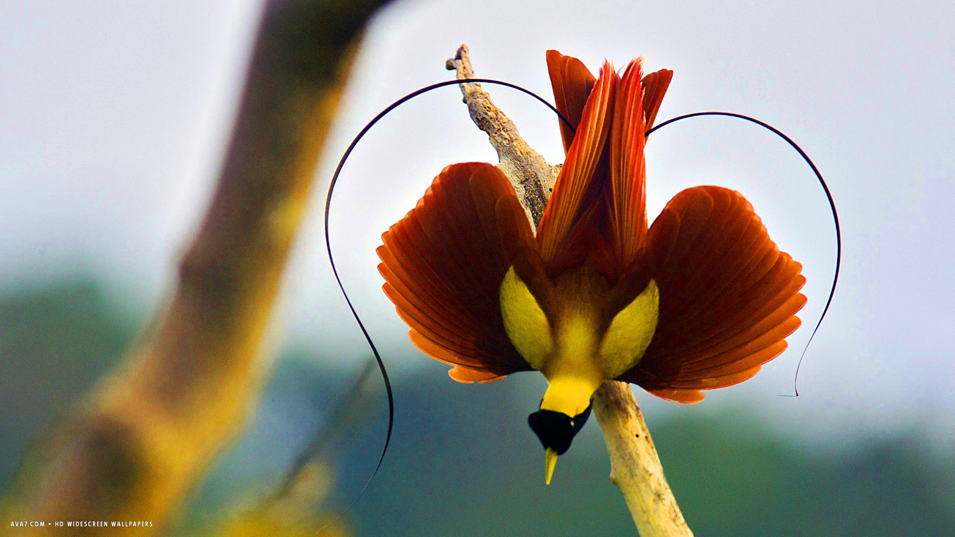 Wallpaper Birds of Paradise