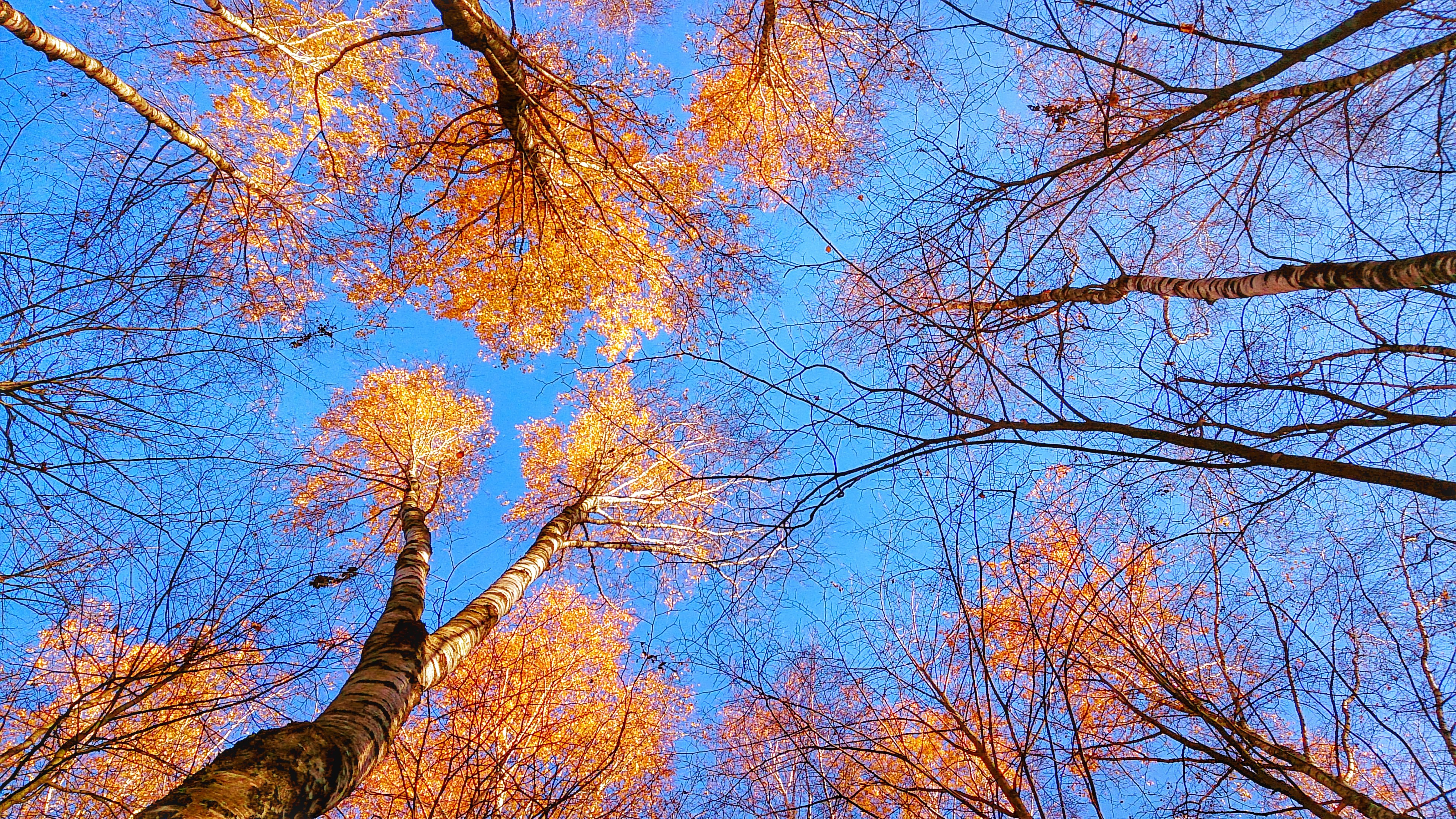 nature, Trees, Fall, Sky Wallpaper HD / Desktop and Mobile Background