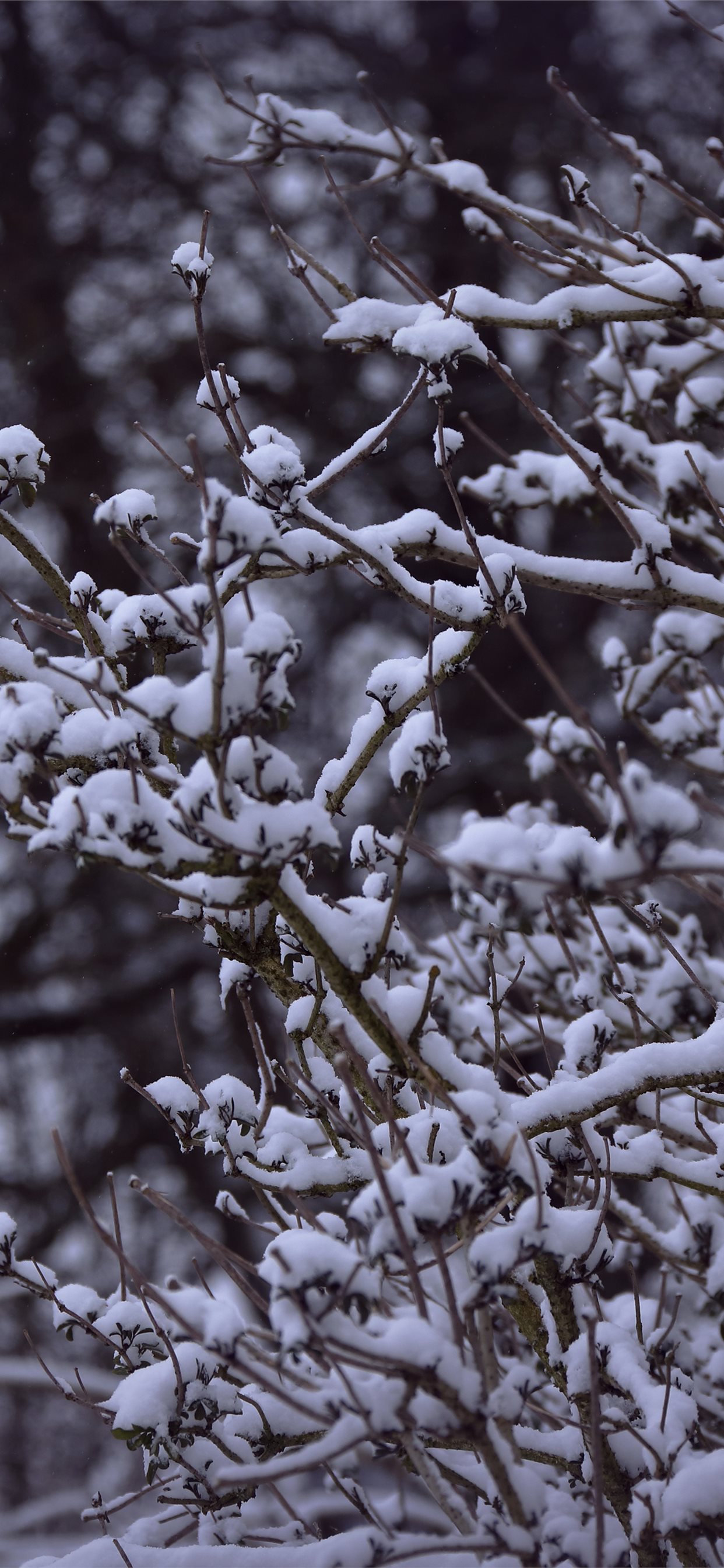 snowy branches 5k iPhone X Wallpaper Free Download