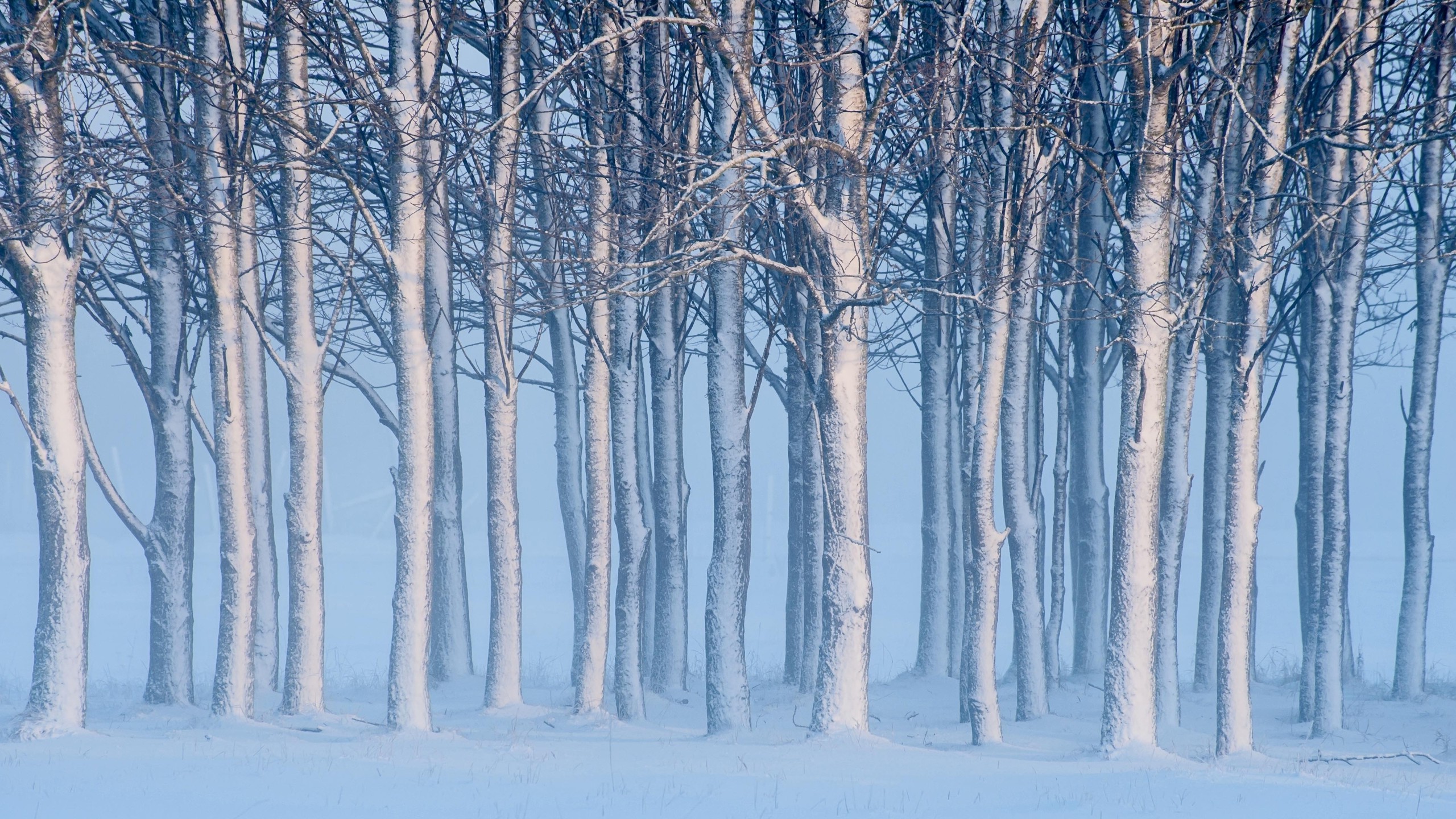 nature, Landscape, Winter, Snow, Trees, Forest, Mist, Branch Wallpaper HD / Desktop and Mobile Background