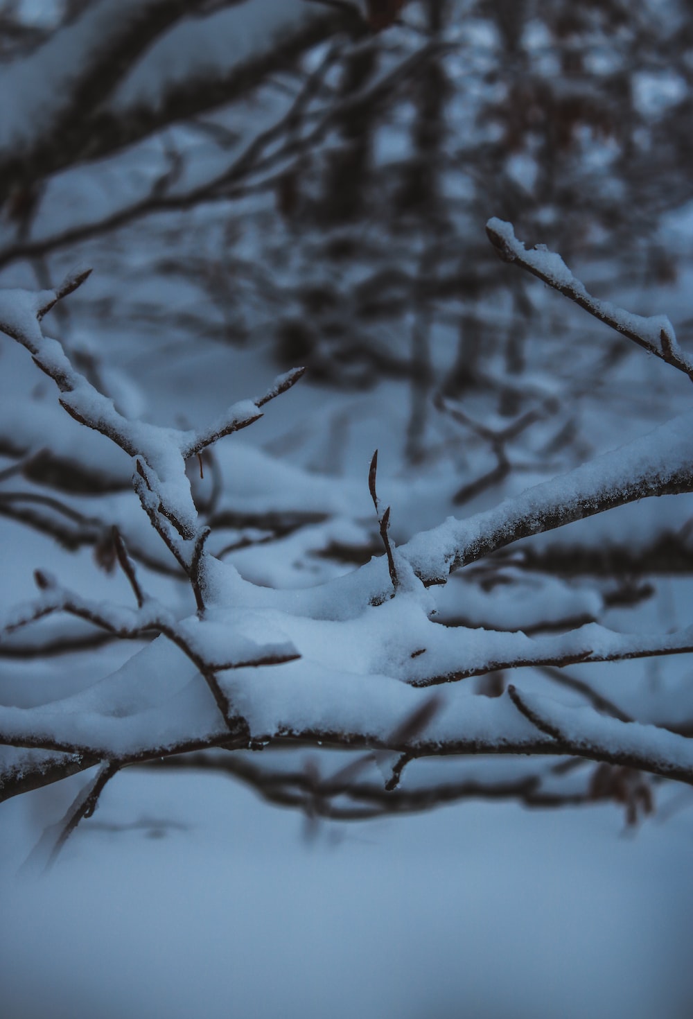 snow covered tree branch during daytime photo